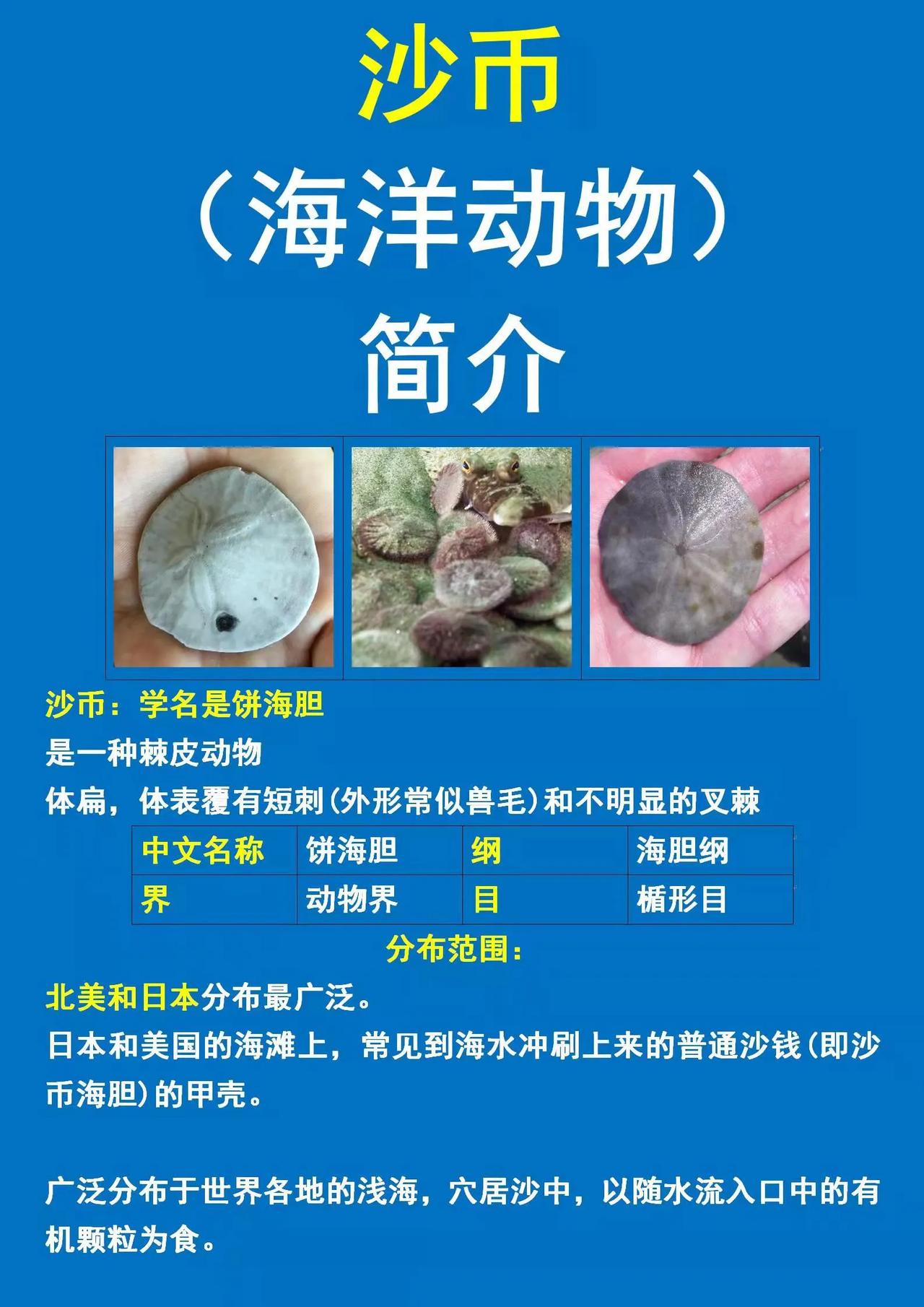 沙币：原来是种海洋生物；
沙币：活着是绿的，死后是白的；
沙币：在美国和日本分布