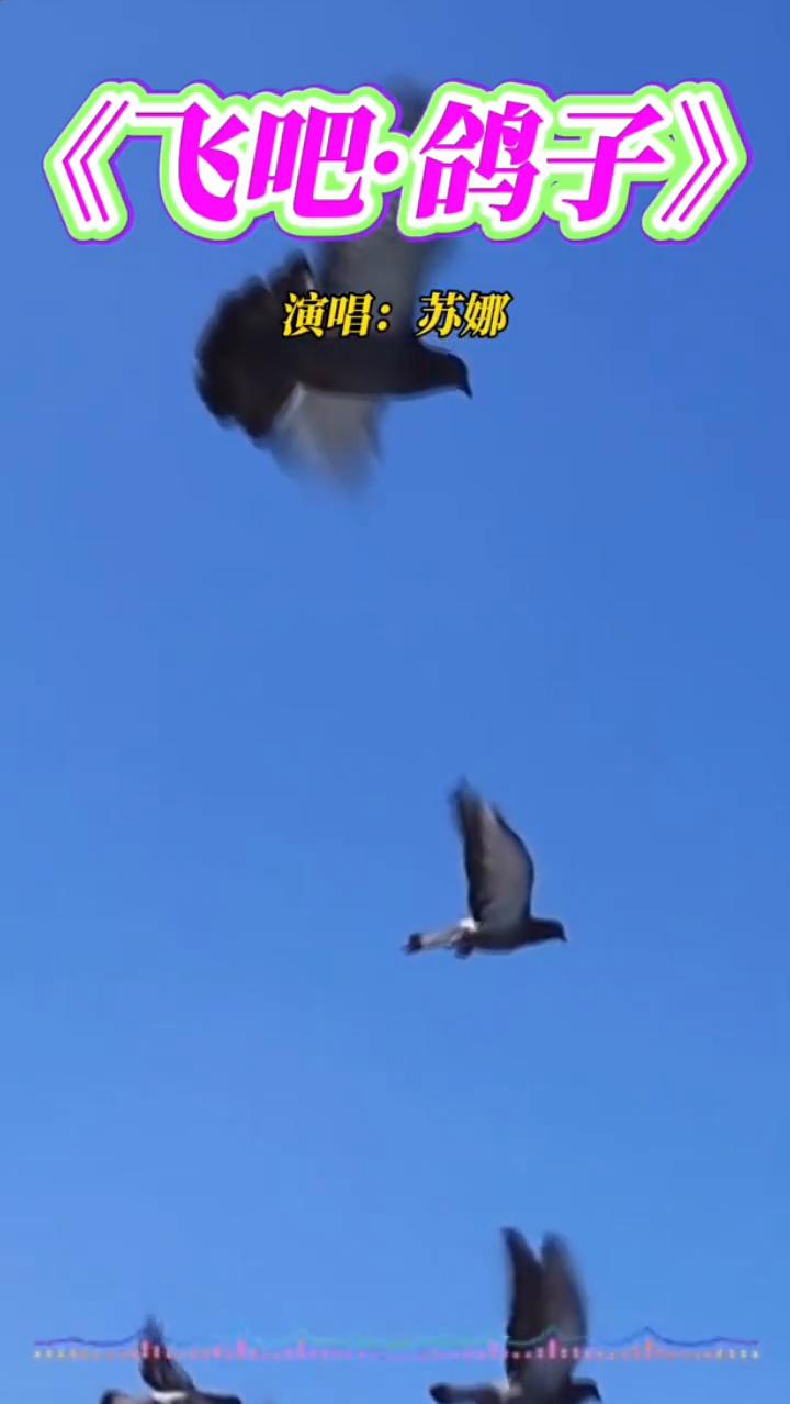 《飞吧·鸽子》演唱：苏娜。
飞吧飞吧我心爱的鸽子，鸽子在蓝天上翱翔，带上我一切的