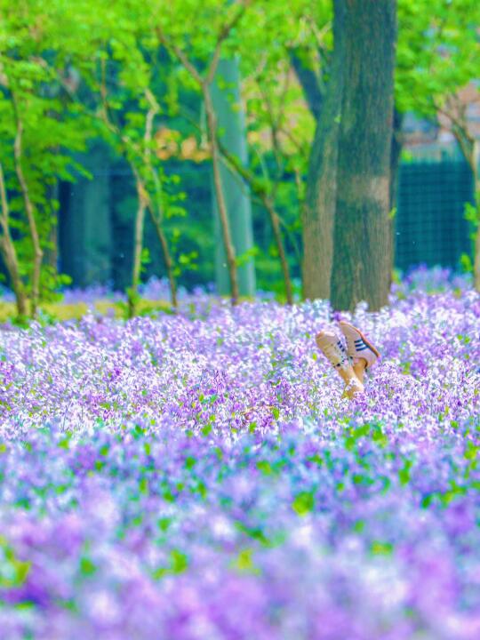 🌸闯入莫奈花园！这里的二月兰已成紫海