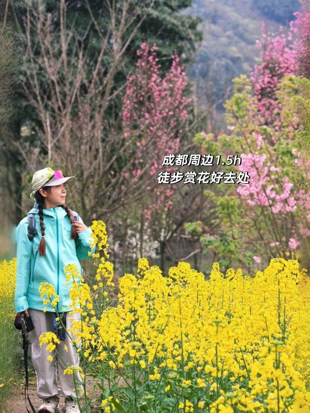 成都周边赏花 崇州樱缘谷5km轻徒步🌷🌸
春天就该一头扎进花海里啊！
今天带
