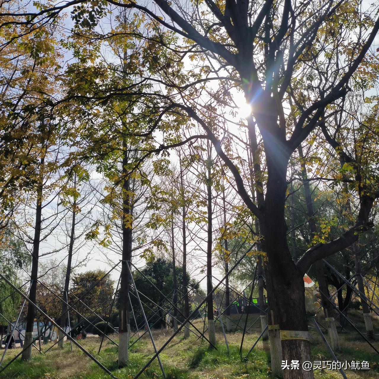 这秋光也太会勾人了！抬头瞅，太阳钻树杈子里漏金光，叶子一半黄一半绿，晃得眼都软乎
