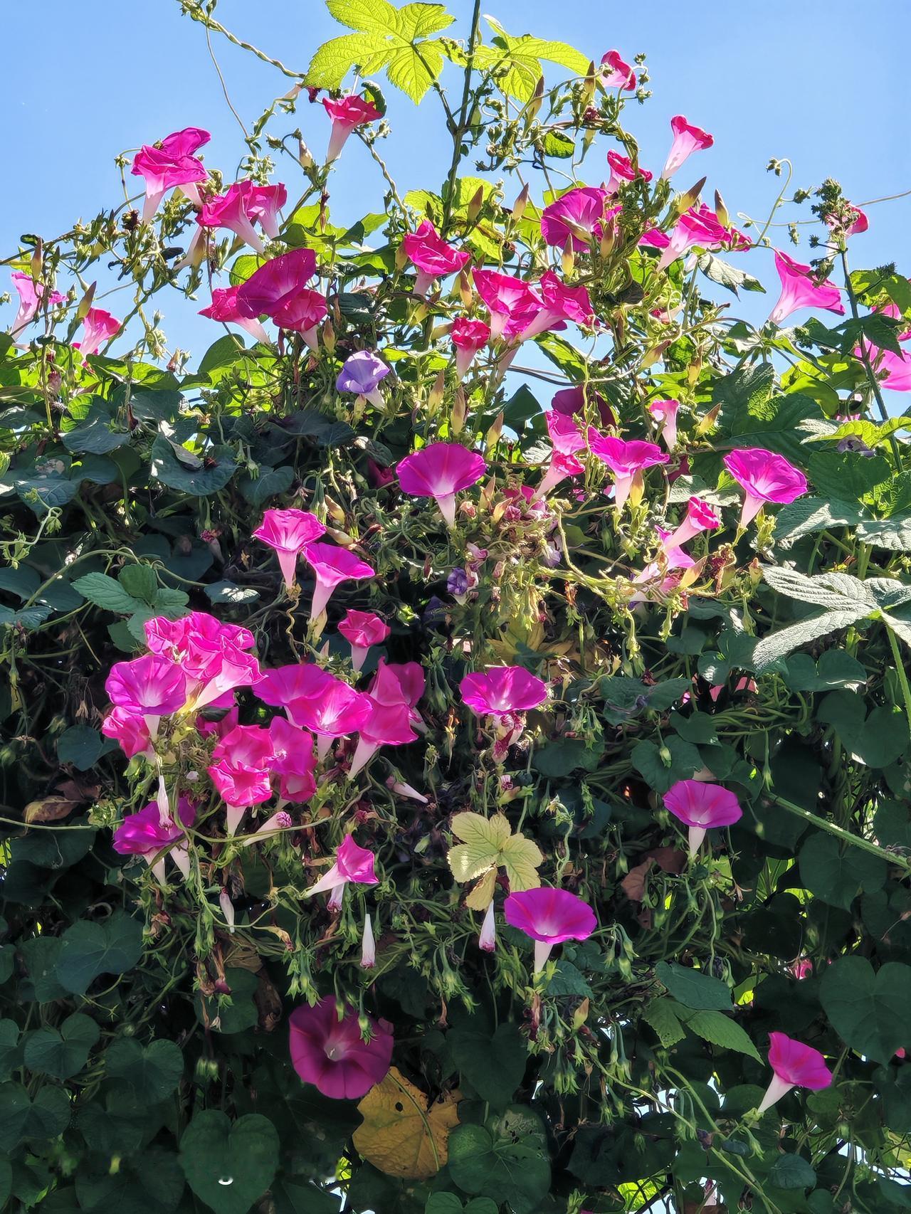 北京温榆河公园里花很漂亮牵牛花