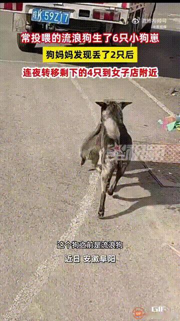 阜阳这边有个女的，经常在自己店门口给一只流浪狗喂吃的。时间久了，那狗就天天来，但