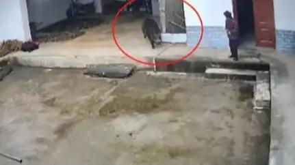 官方通报野猪伤人致死：4人撵野猪引发


近日，陕西岚皋县发生一起野猪伤人致死事