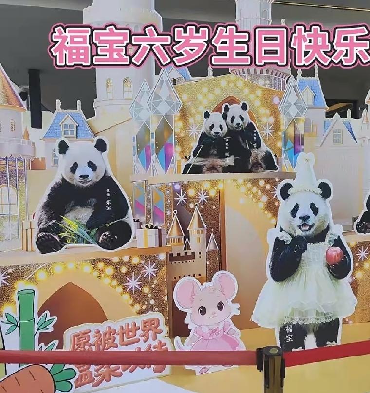 福宝福公主生日快乐
不出所料神树坪真的没给福宝过生日
给熊猫过个生日就这么难吗