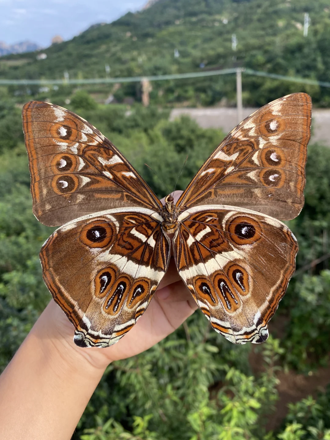一只我超爱的月神闪蝶