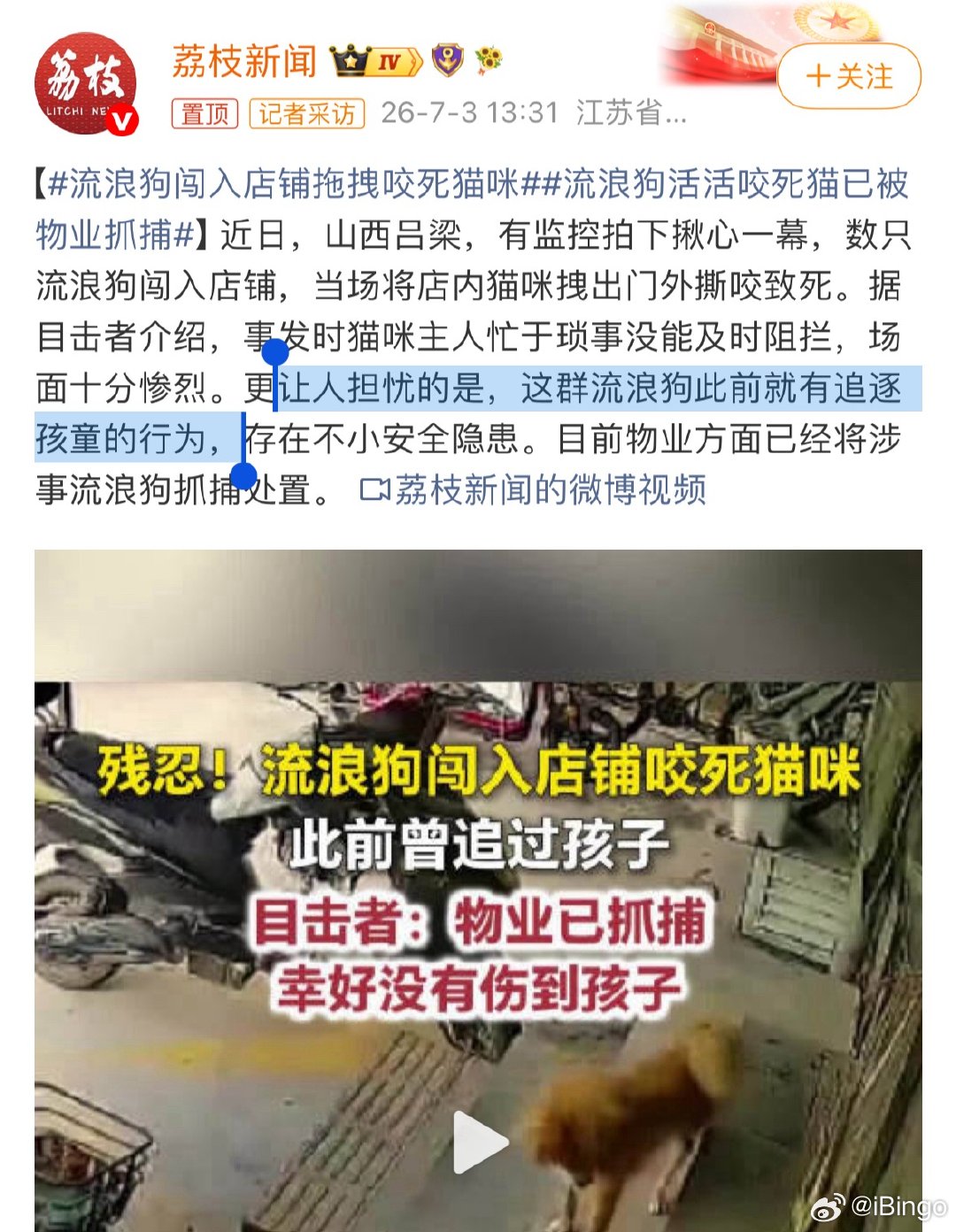 流浪狗闯入店铺拖拽咬死猫咪难绷。这群流浪狗此前就有追逐孩童的行为，没管。现在闯入