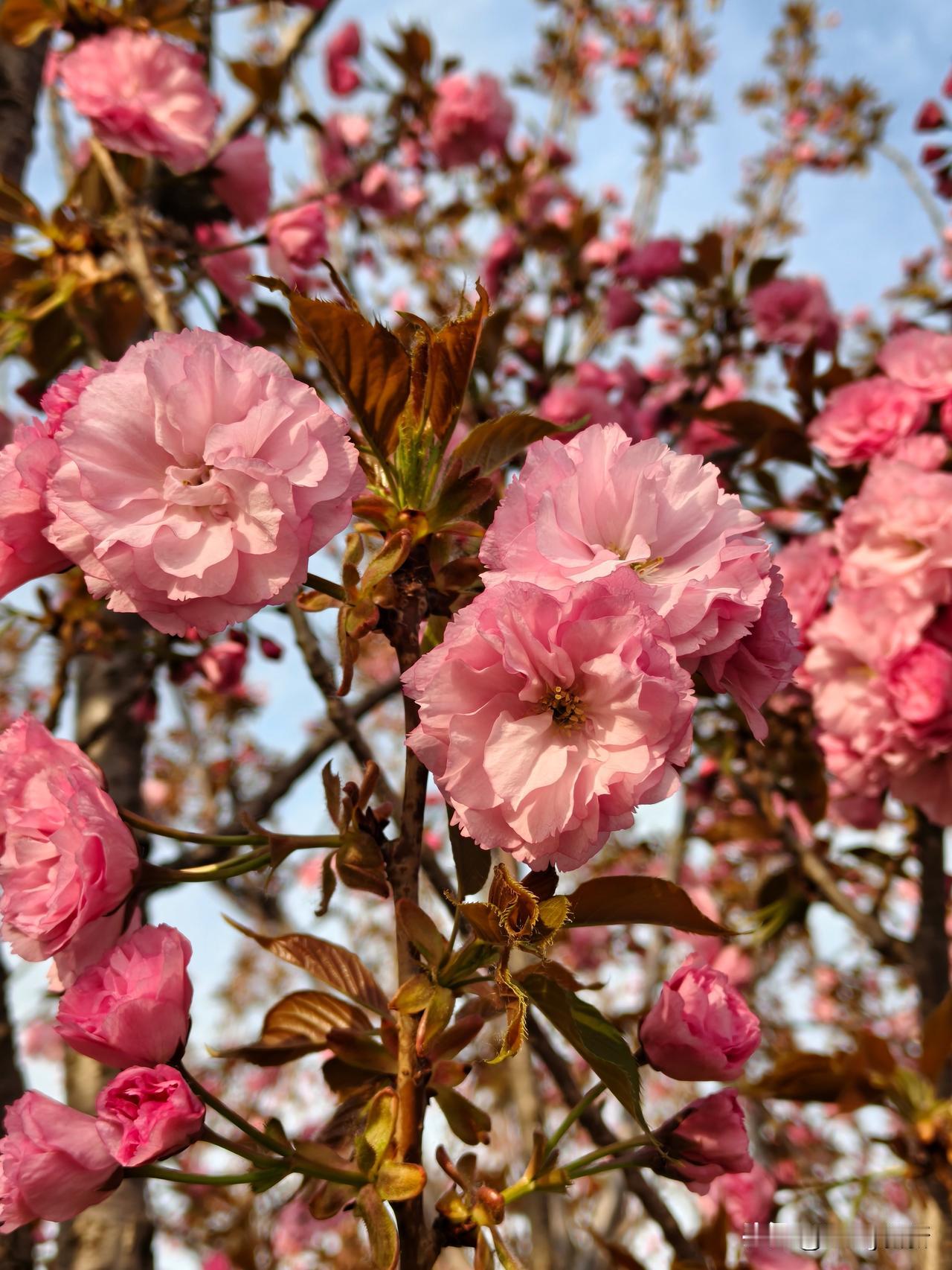 春风拂过山野，最先醒转的，往往是山樱。它不似庭中樱花那般娇贵，也不若桃李那般喧闹