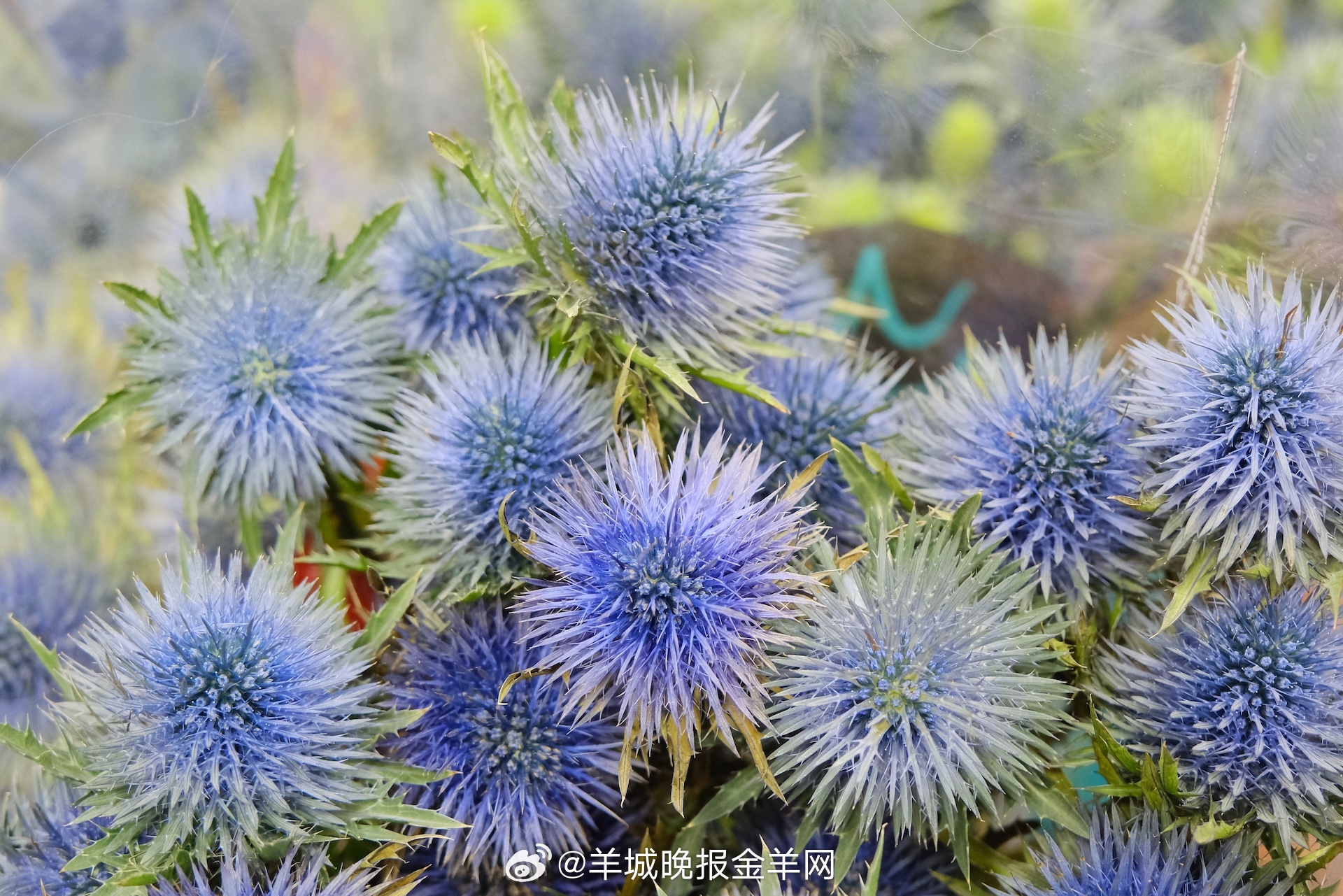 #晚安#这世上多数的成功，拆解下来，其实都是水滴石穿的累积。看似微不足道的重复，