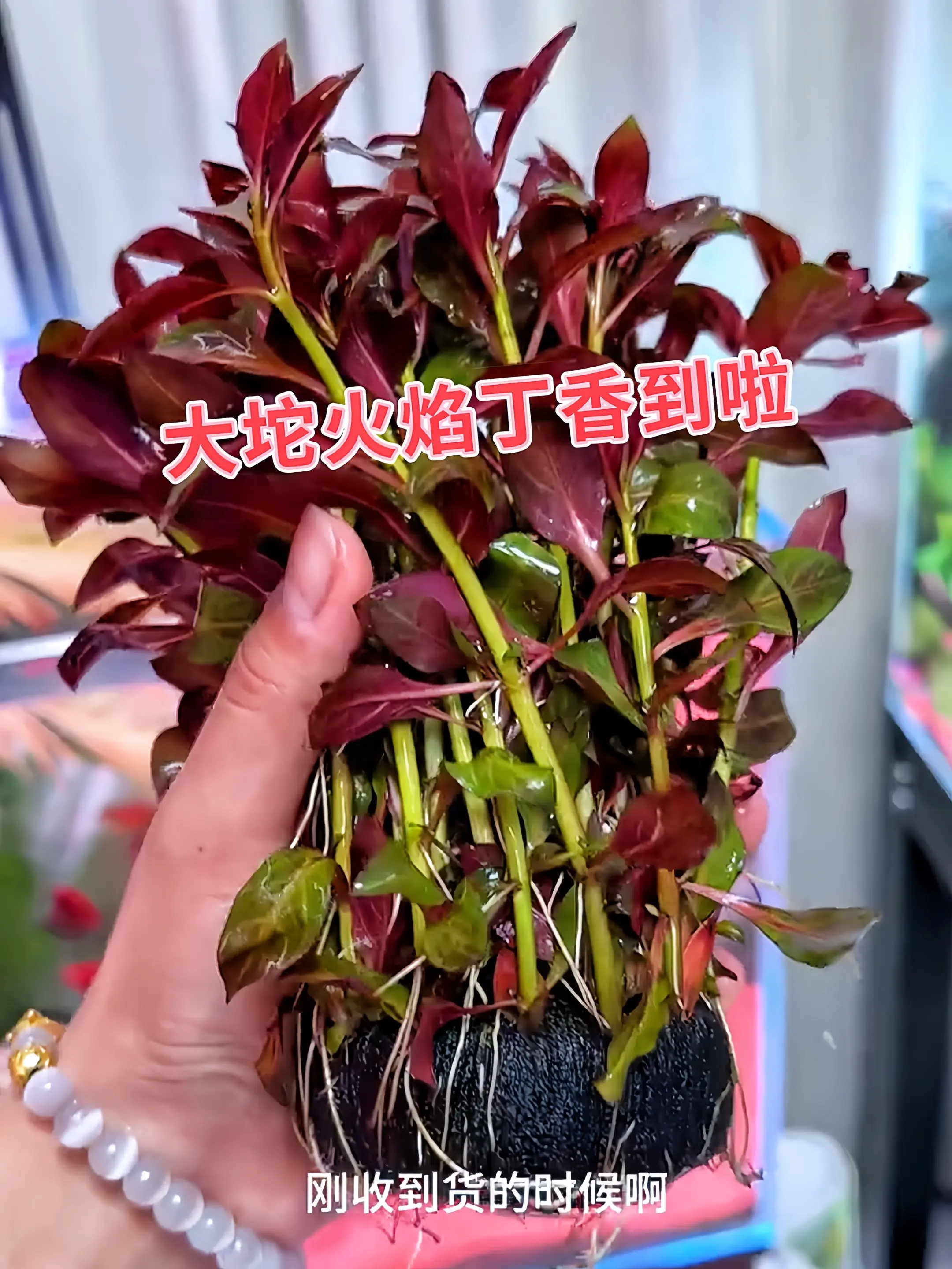 家人们，还在为鱼缸造景单调发愁？快看看火焰丁香水草！它发色后，如水中燃...