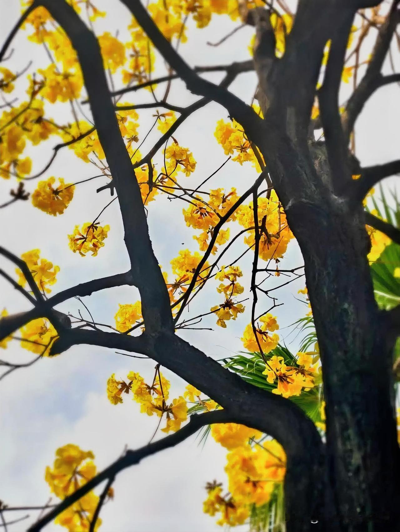 风有信，花不误，岁岁年年，春风如故。

微风过，花颤动，遇见了，便是整个季节的心