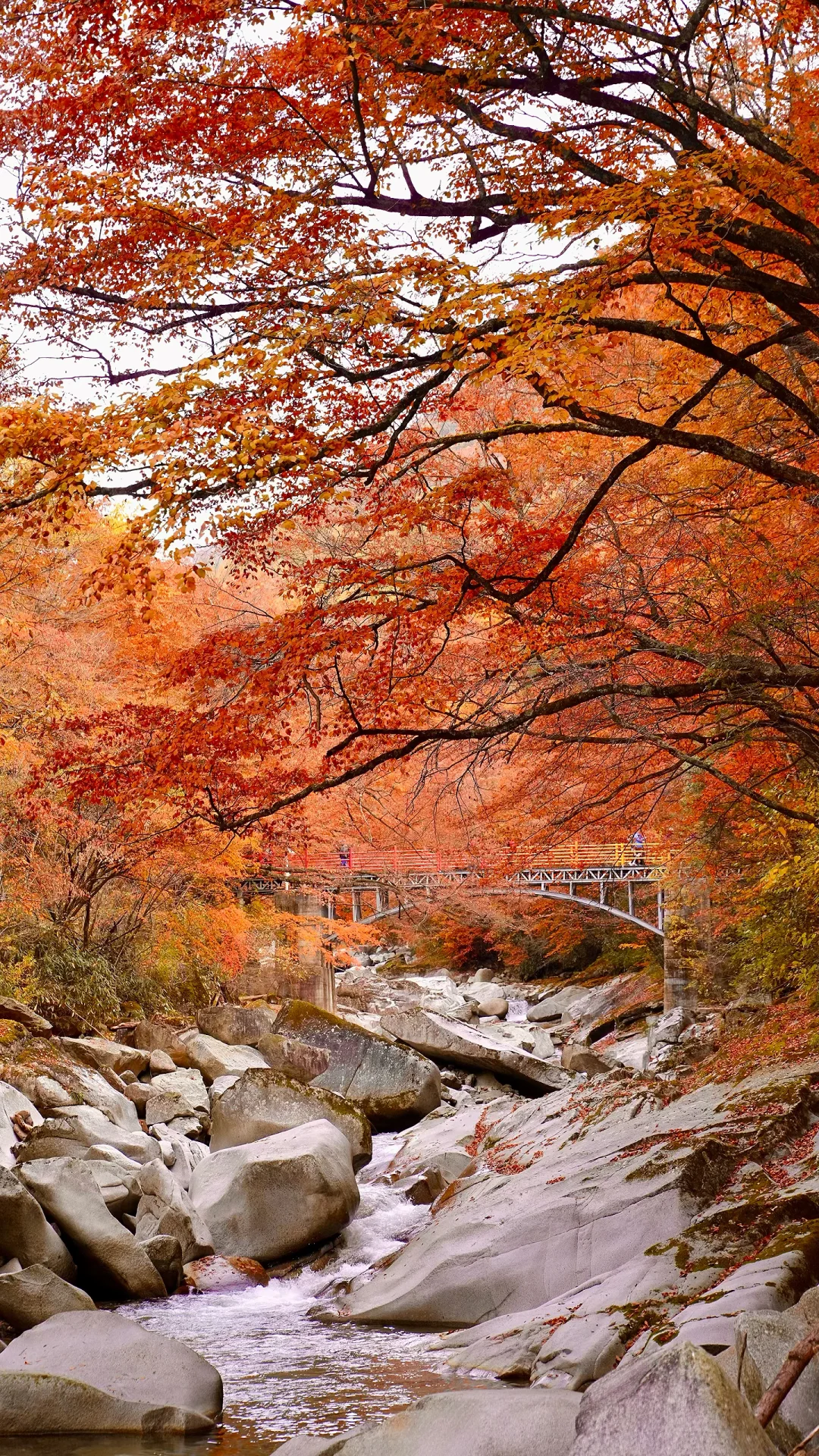 全屏封神挑战｜遇见最美的秋天🍂