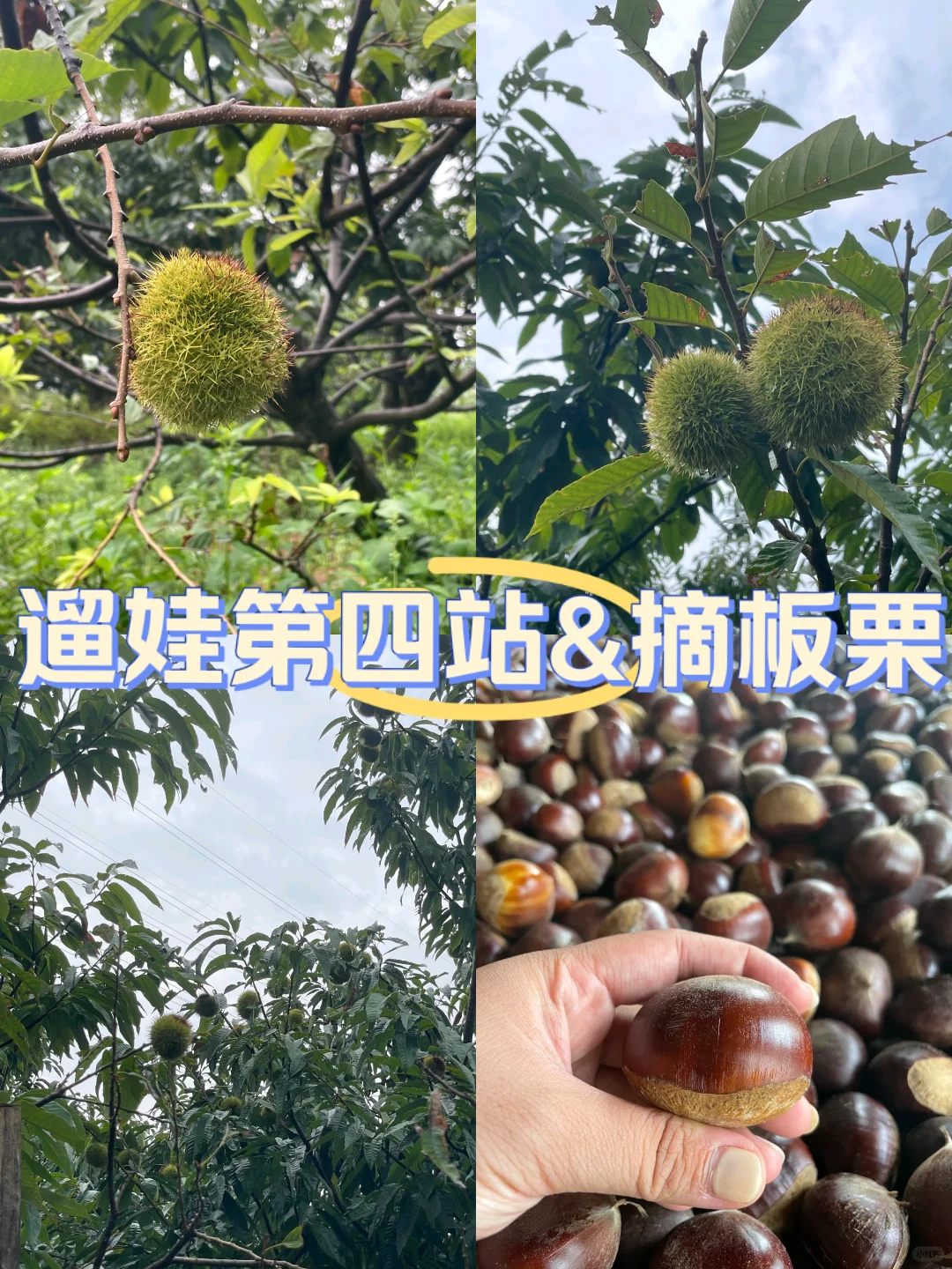 一起去三水摘板栗吧~