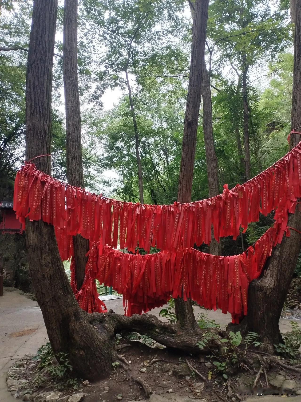 四棵树的由来
今天去了王府竹海，这里的气温是 25～17 °C，阴转小雨，空气质