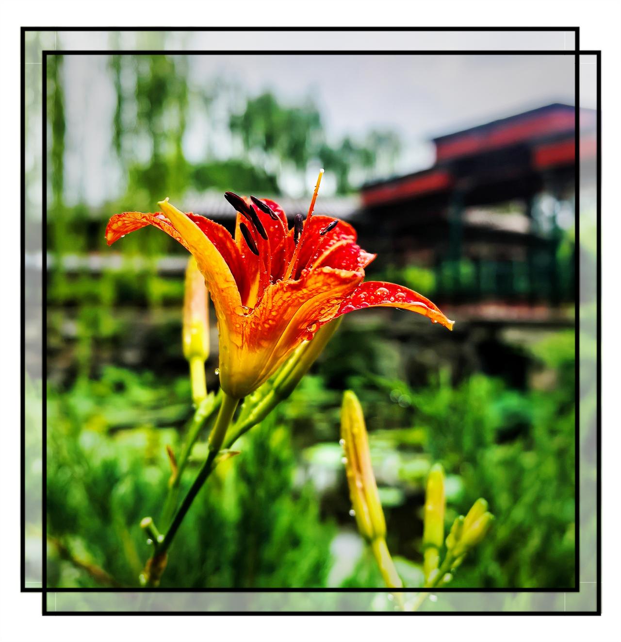 分享一张最近随手拍的照片6月6日，雨天的萱草花