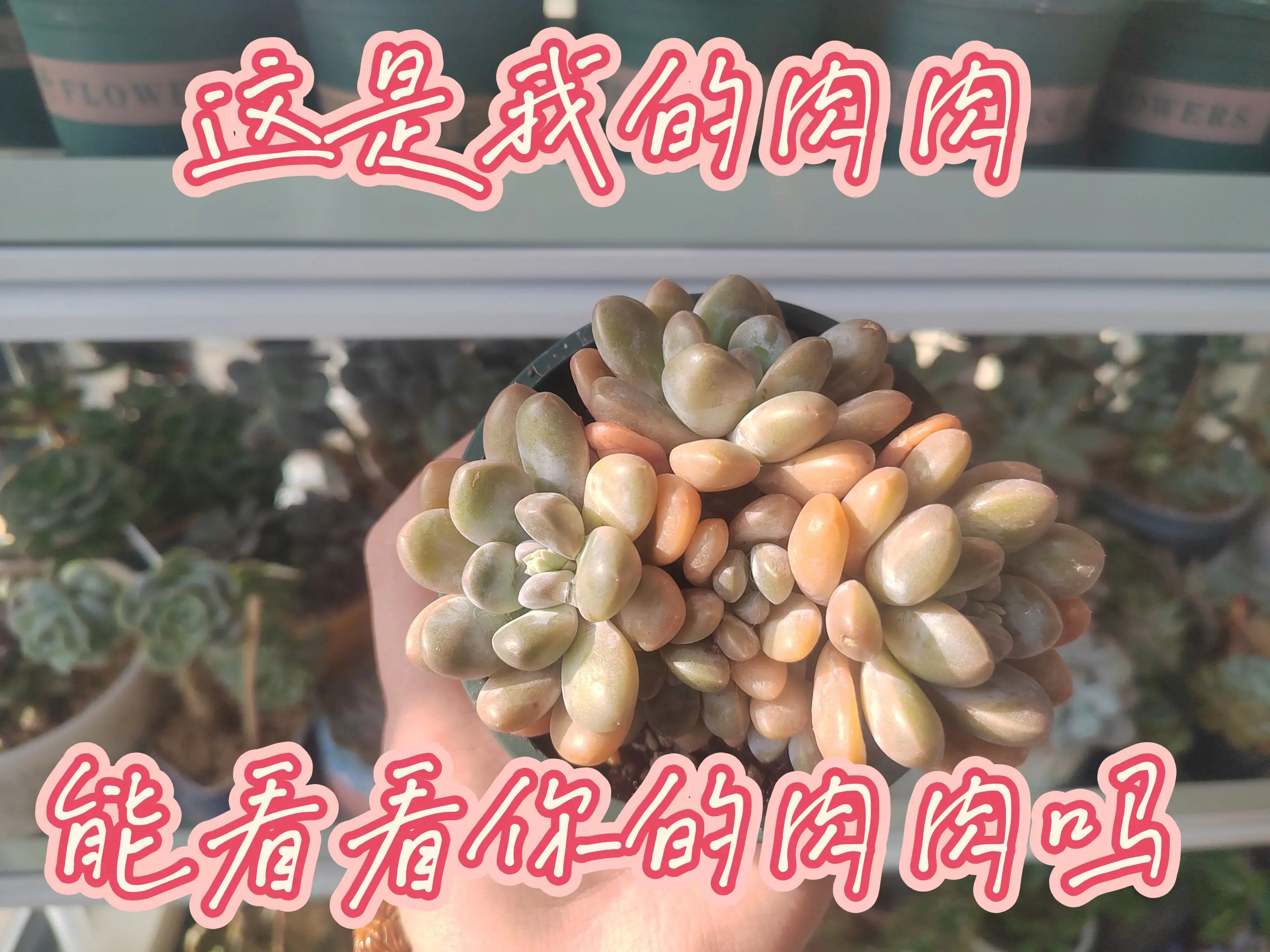 别走，留下你的心头肉再走！