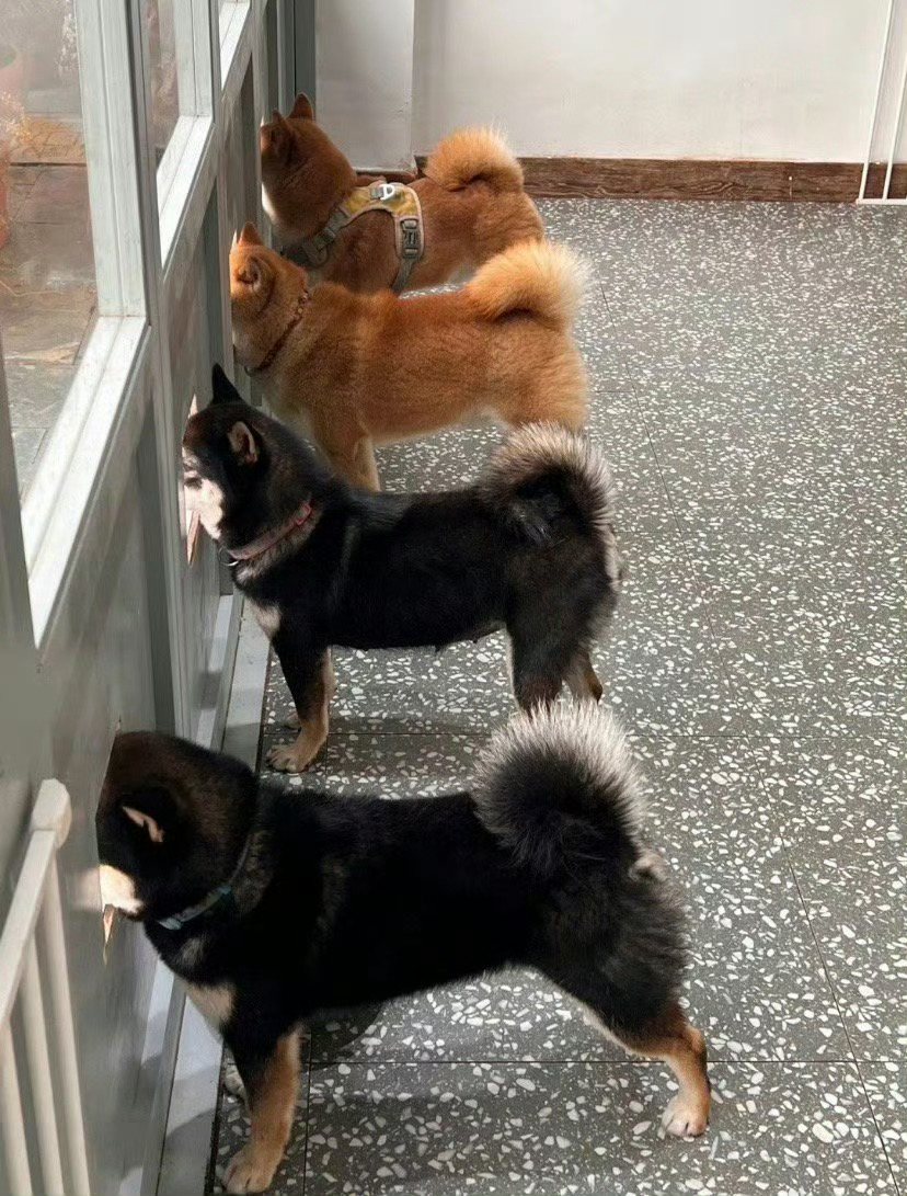 请大家有序停狗停….停狗场……请大家有序停狗 