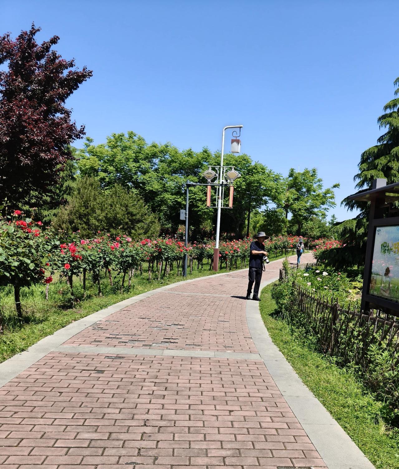 今天早上我去公园赏花。此时正值繁花盛开之际，公园里的花草格外赏心悦目，赏花的人也