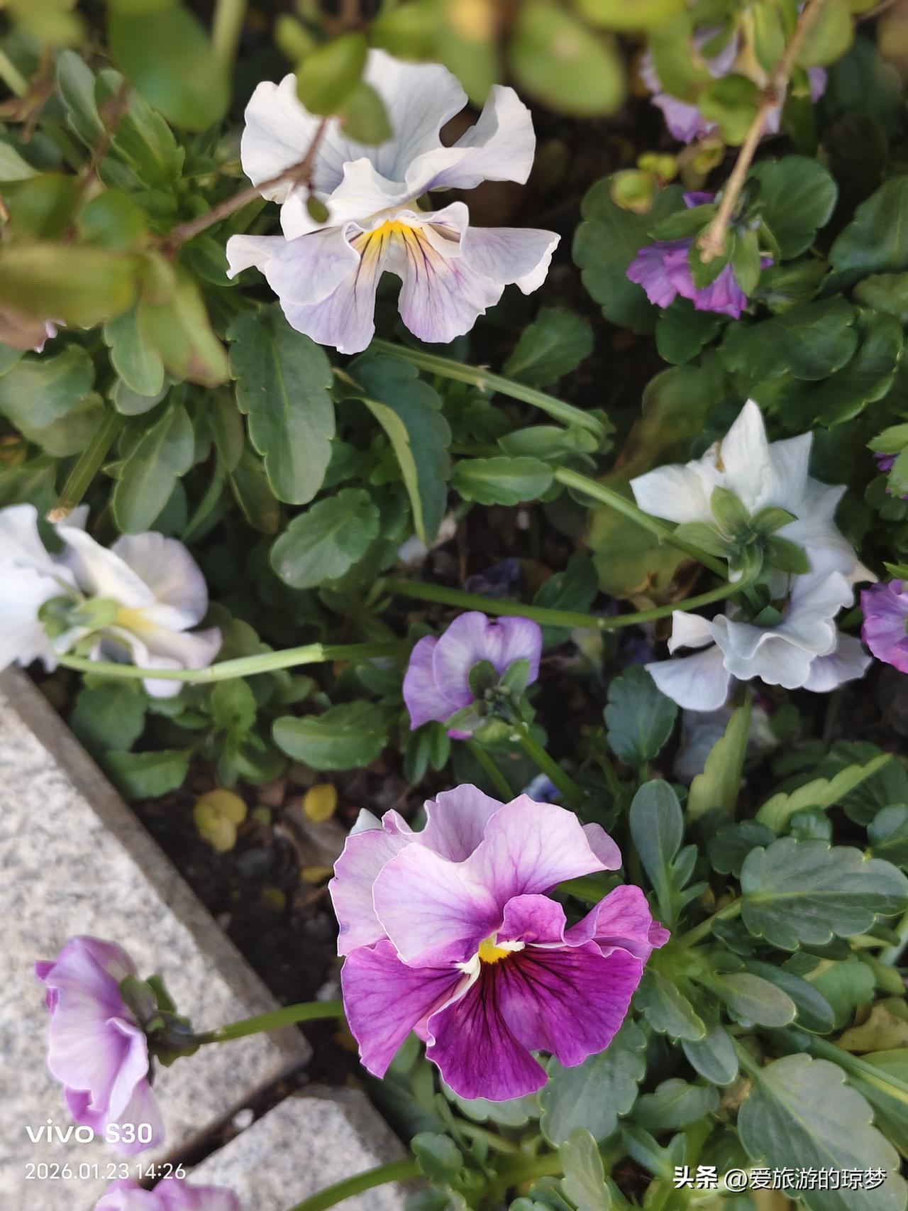 天南地北大拜年