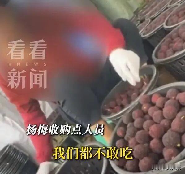 如果我来处理漳州杨梅造假事件
一、快速核查澄清，稳住舆论。第一时间查清造假环节、