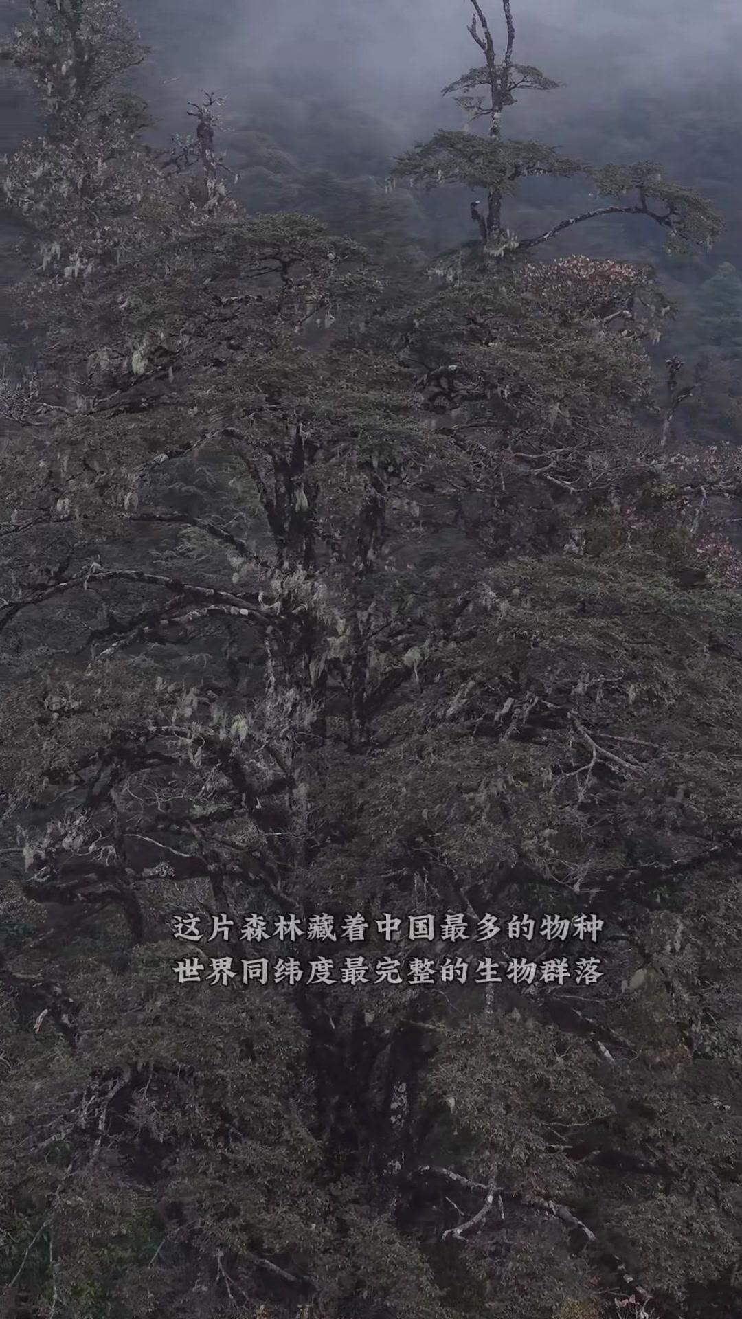 🌳哀牢山藏着中国最多的物种，这里有世界同纬度最完整的生物群落。走进这片森林，就