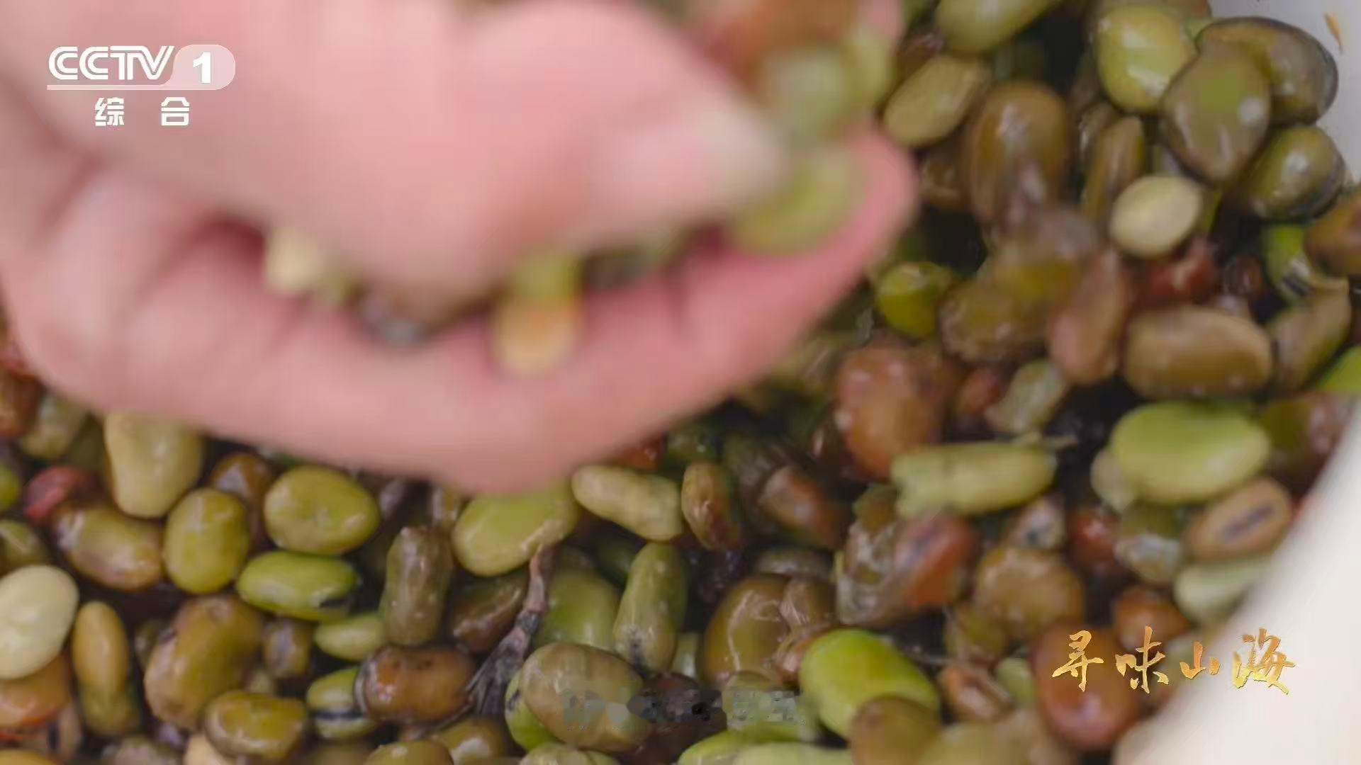 这种草鱼吃着好脆吃120天蚕豆后鱼变脆了  脆肉鲩的秘密：蚕豆喂养120天。在2