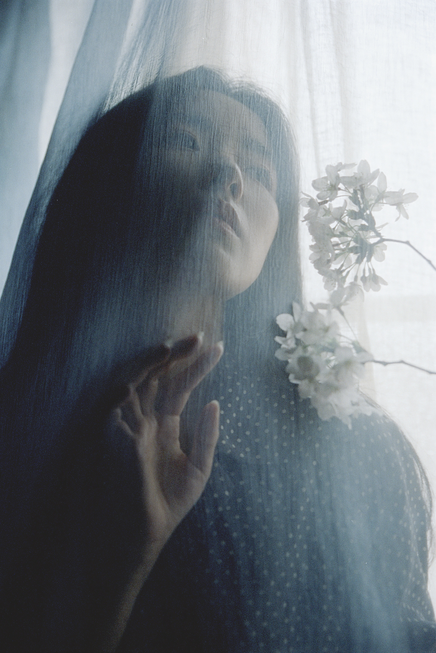 青山未老 樱花先雪- ​​​