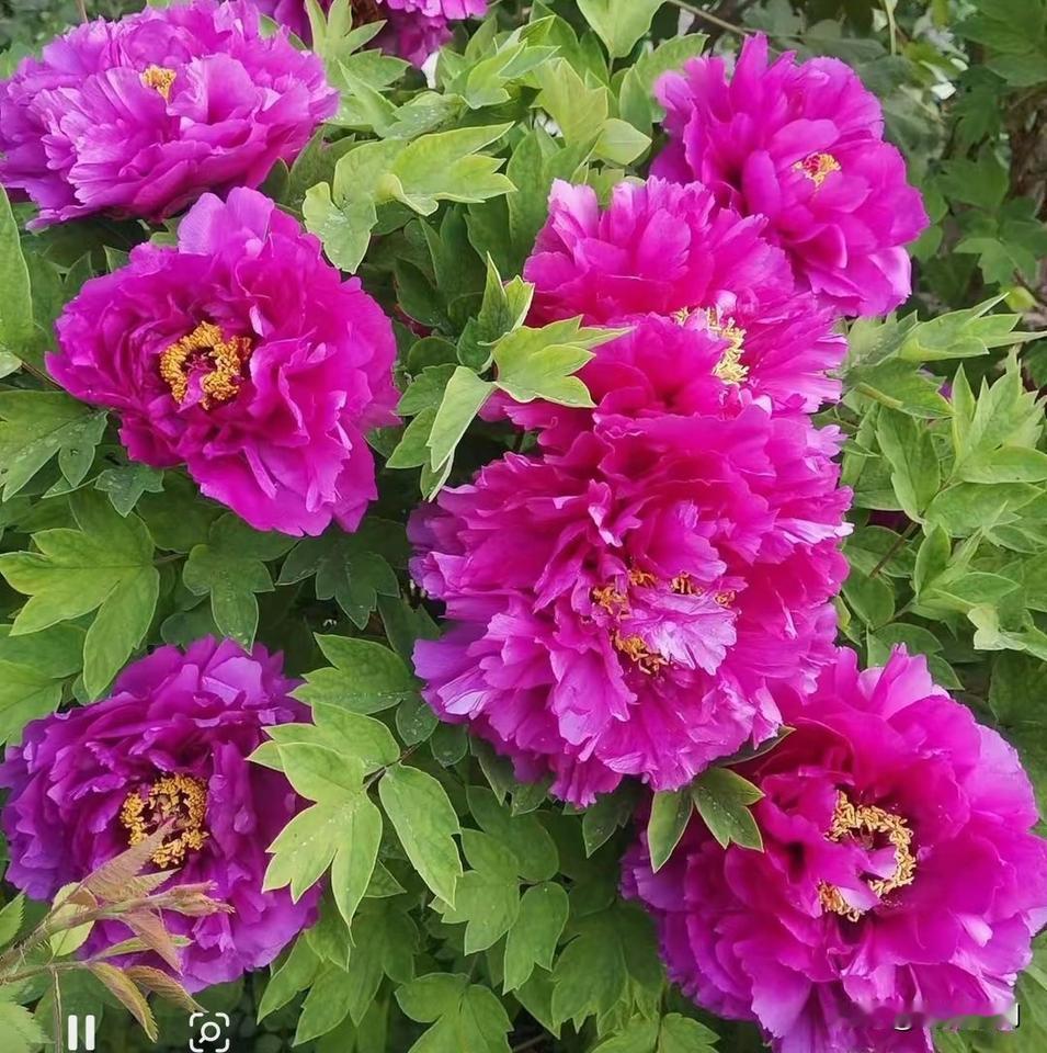    一顾倾人城，洛阳牡丹盛开究竟有多绝！

一眼沦陷！洛阳牡丹盛放惊艳四方，这