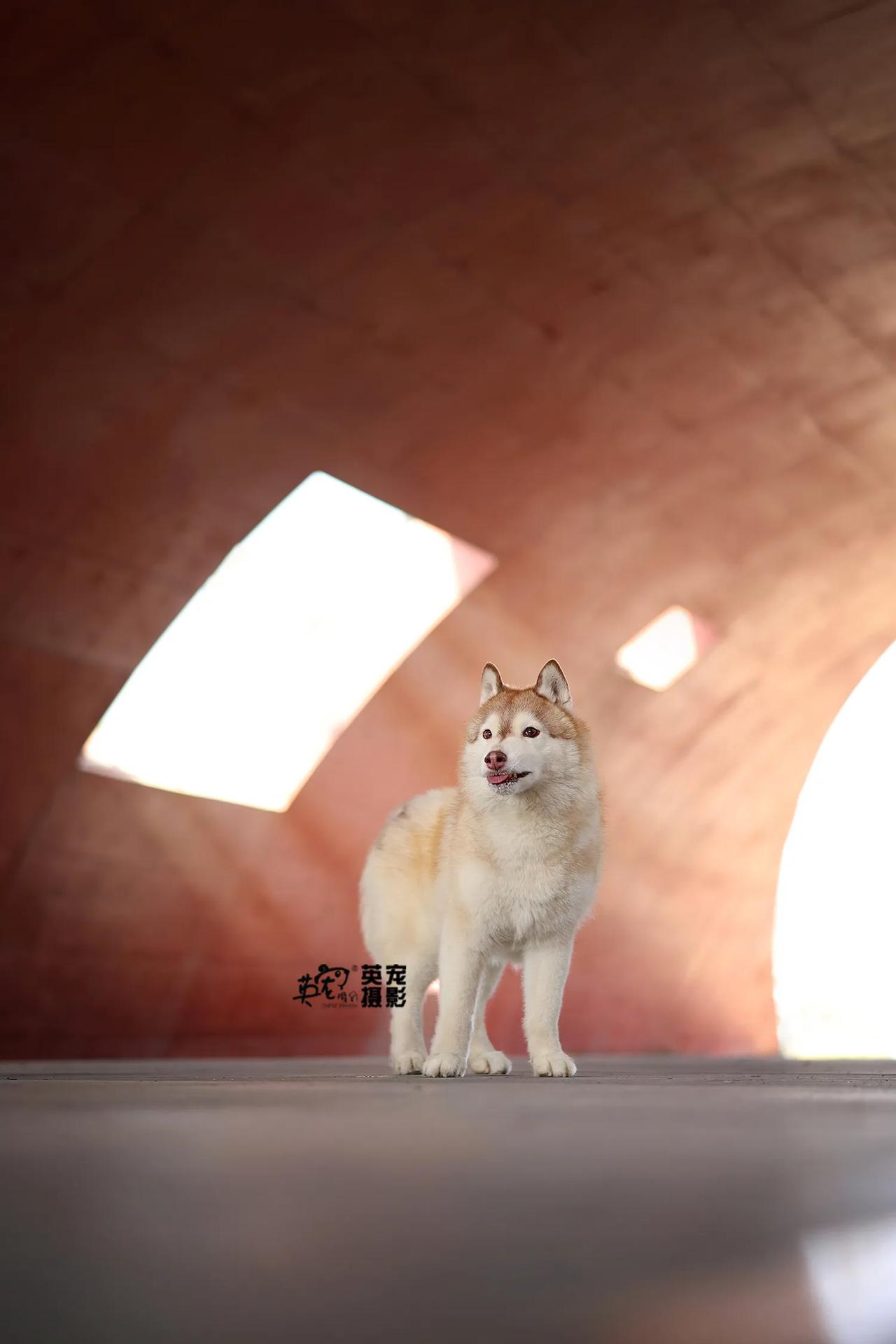 都别动！小哈要不正经了😜
【杭州拍摄】