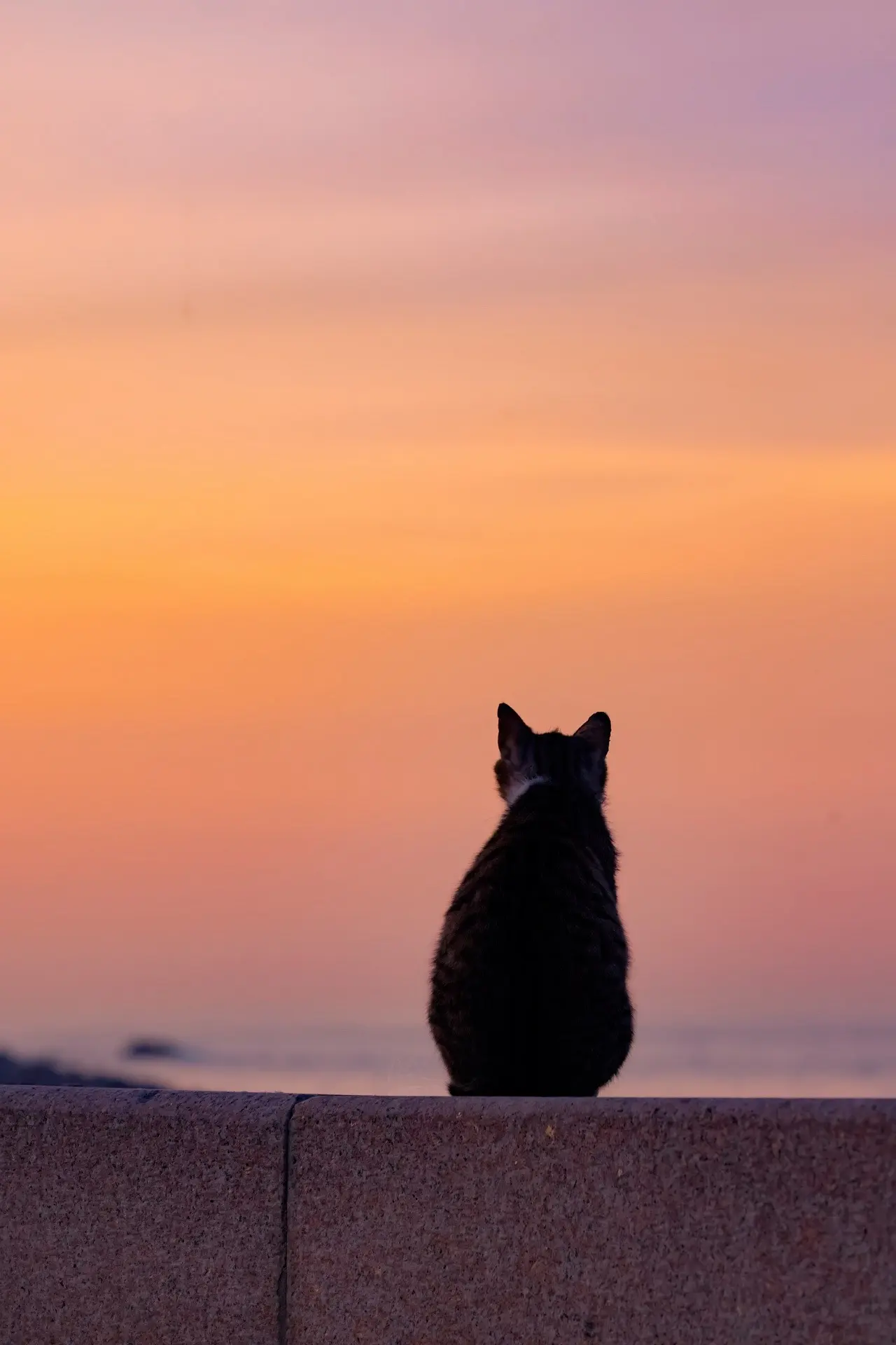 这个世界不能没有猫猫。都是近期拍的得意作品。