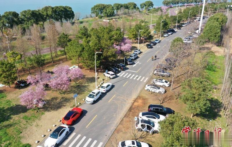 柳叶湖畔桃花开 踏青露营赏春光