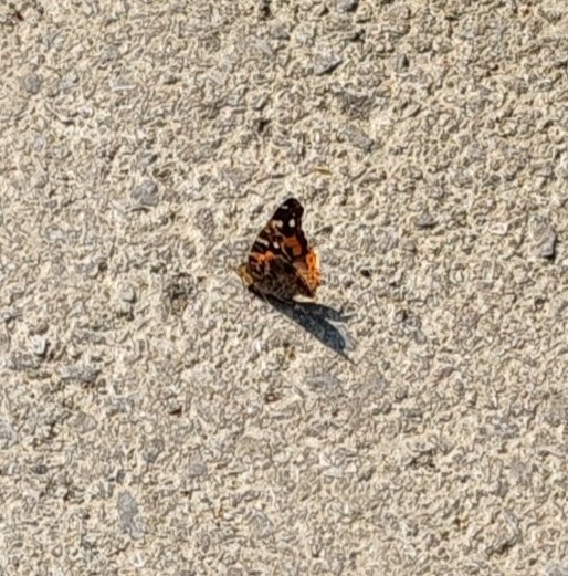 伊朗女足拒唱国歌据说：鞋合不合适只有脚知道……生在当代中国是一种幸运。 