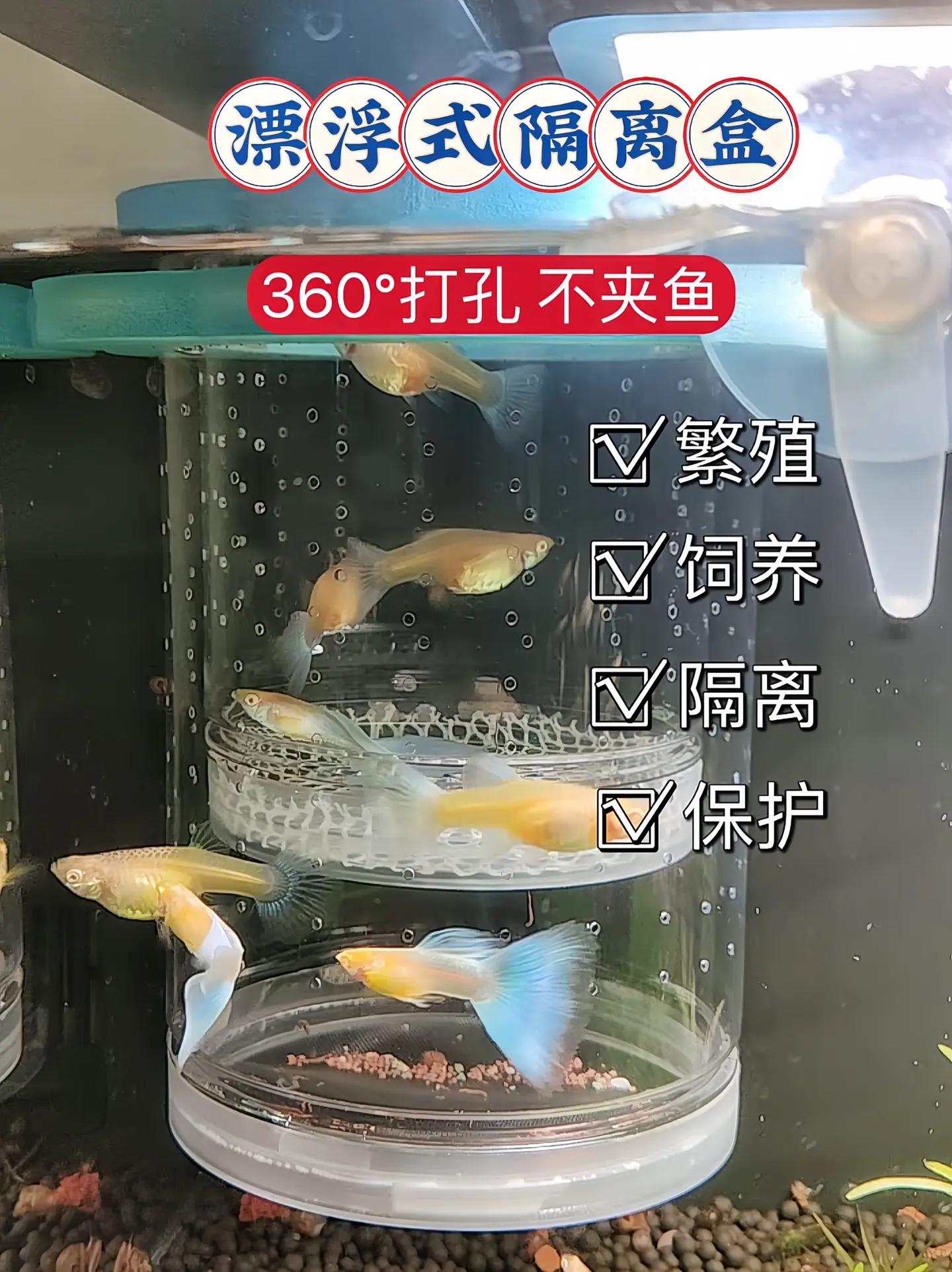 首先，它能保护幼鱼。孔雀鱼有吞食幼鱼的习性，繁殖盒可以将刚生出的小鱼和...
