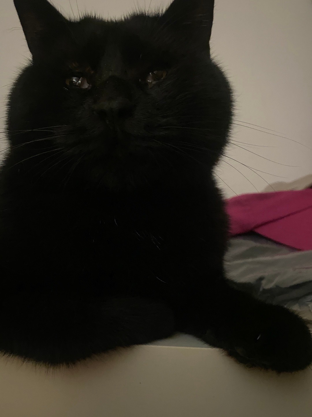 脸像大水蜜桃一样的残疾小猫。感觉它有二十斤重了。黑猫流浪猫