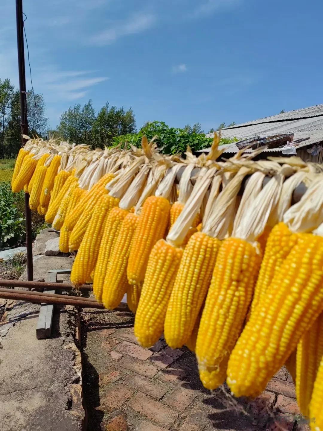  
秋天，在乡下是忙碌的日子，也是丰收的季节，玉米丰收时，遍地金黄晒秋收，有劳作