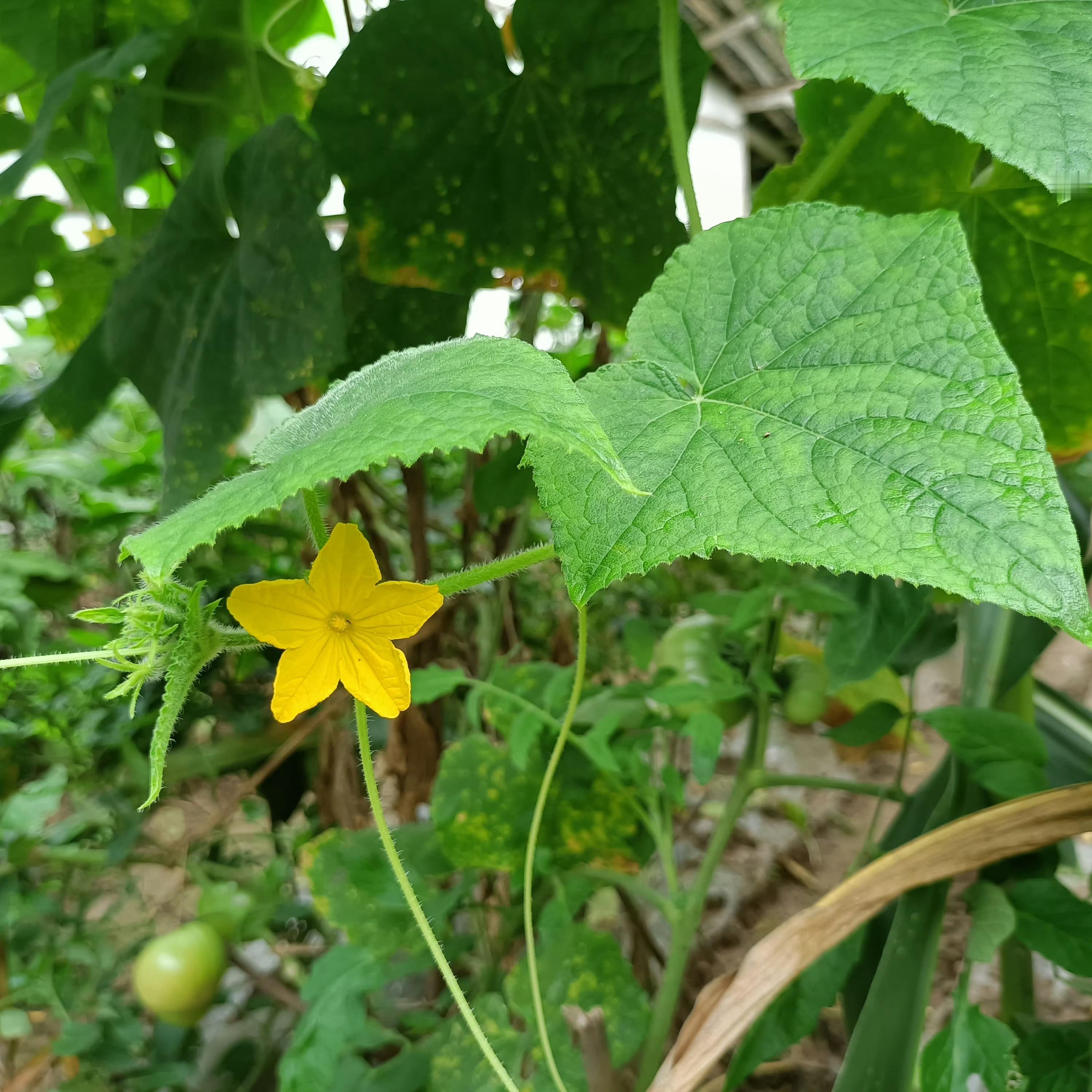 一方小院，藏尽田园温柔烟火。 