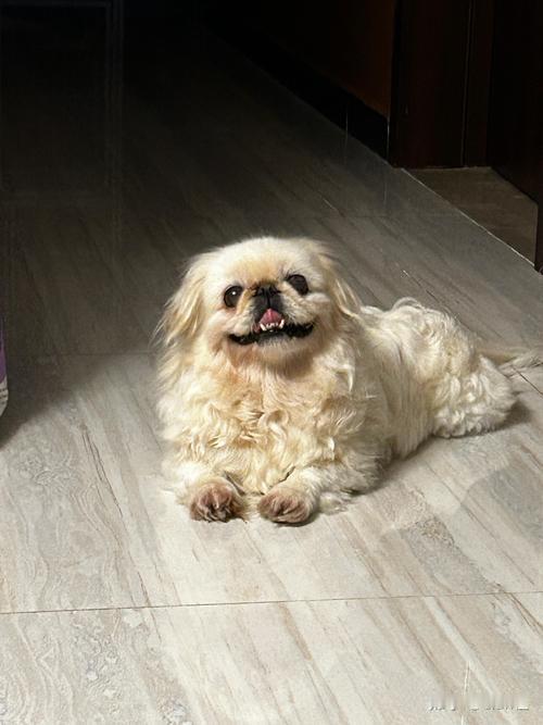 上午我们几个老头在一块闲聊，我顺着20号楼向东看，一条京巴小狗瘦的毛扎哈着，走都