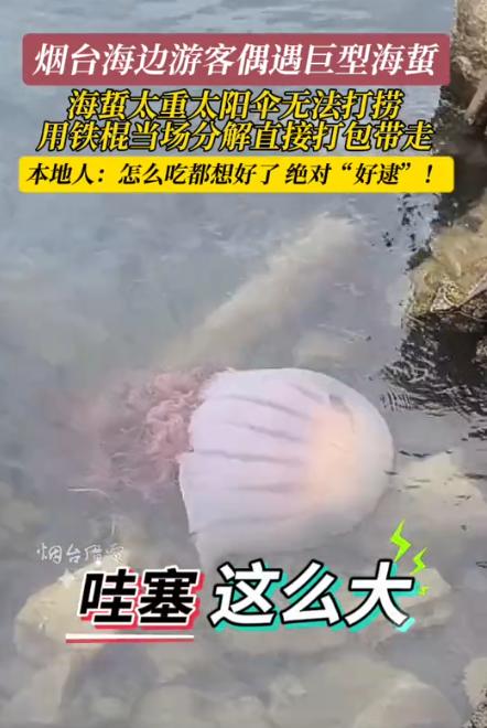 “天上掉馅饼了！”山东烟台，一群游客在海边玩耍时，意外看到了一只巨大无比的海蜇，