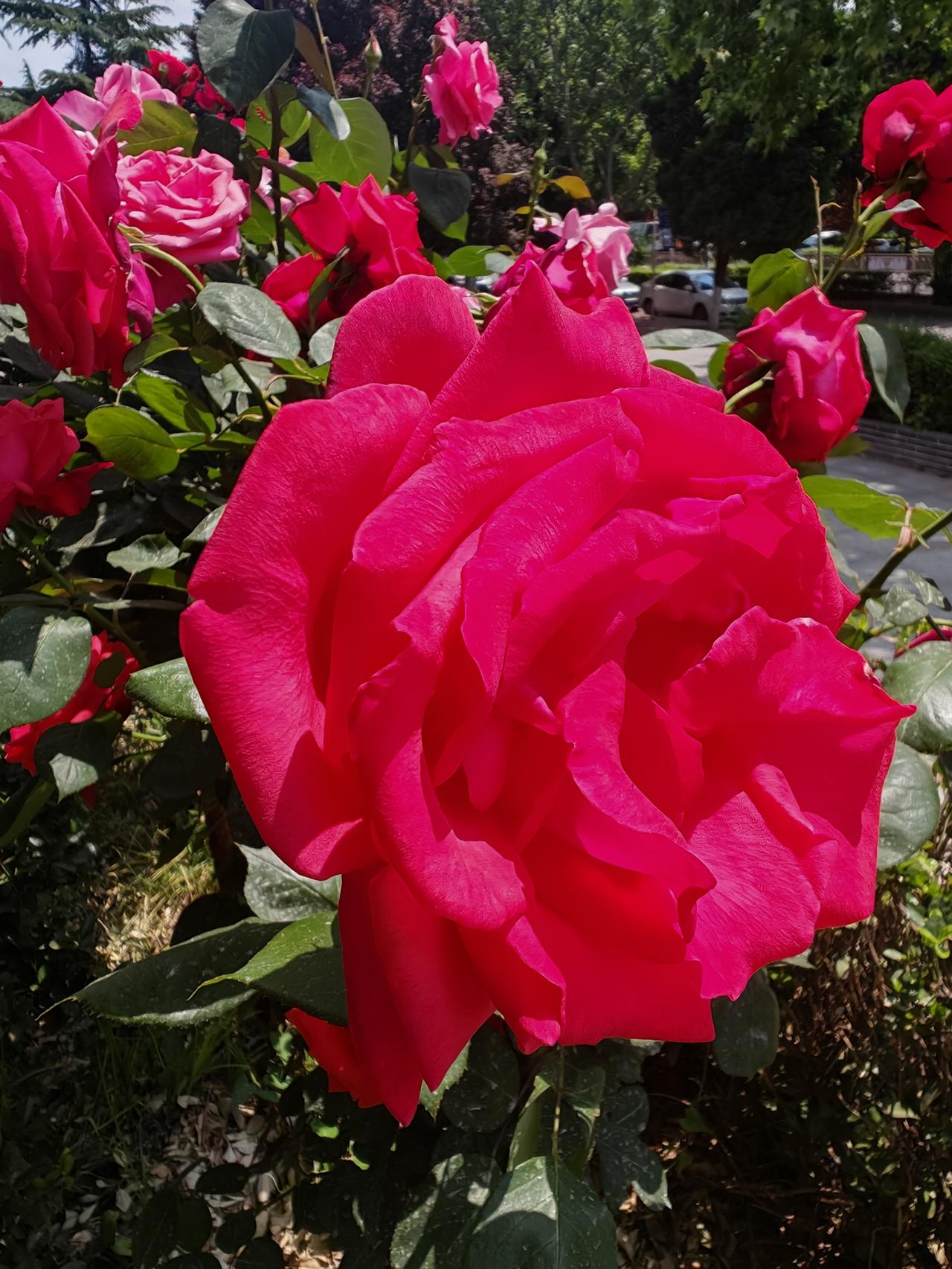 把你随手拍的花分享出来吧阳光下，一朵浓艳的玫红色月季正热烈盛放。层层叠叠的花瓣饱