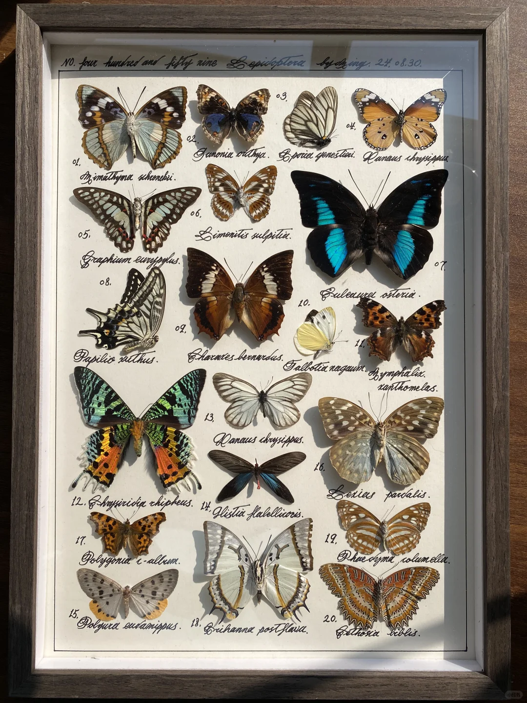 午后的阳光和蝴蝶真的很搭