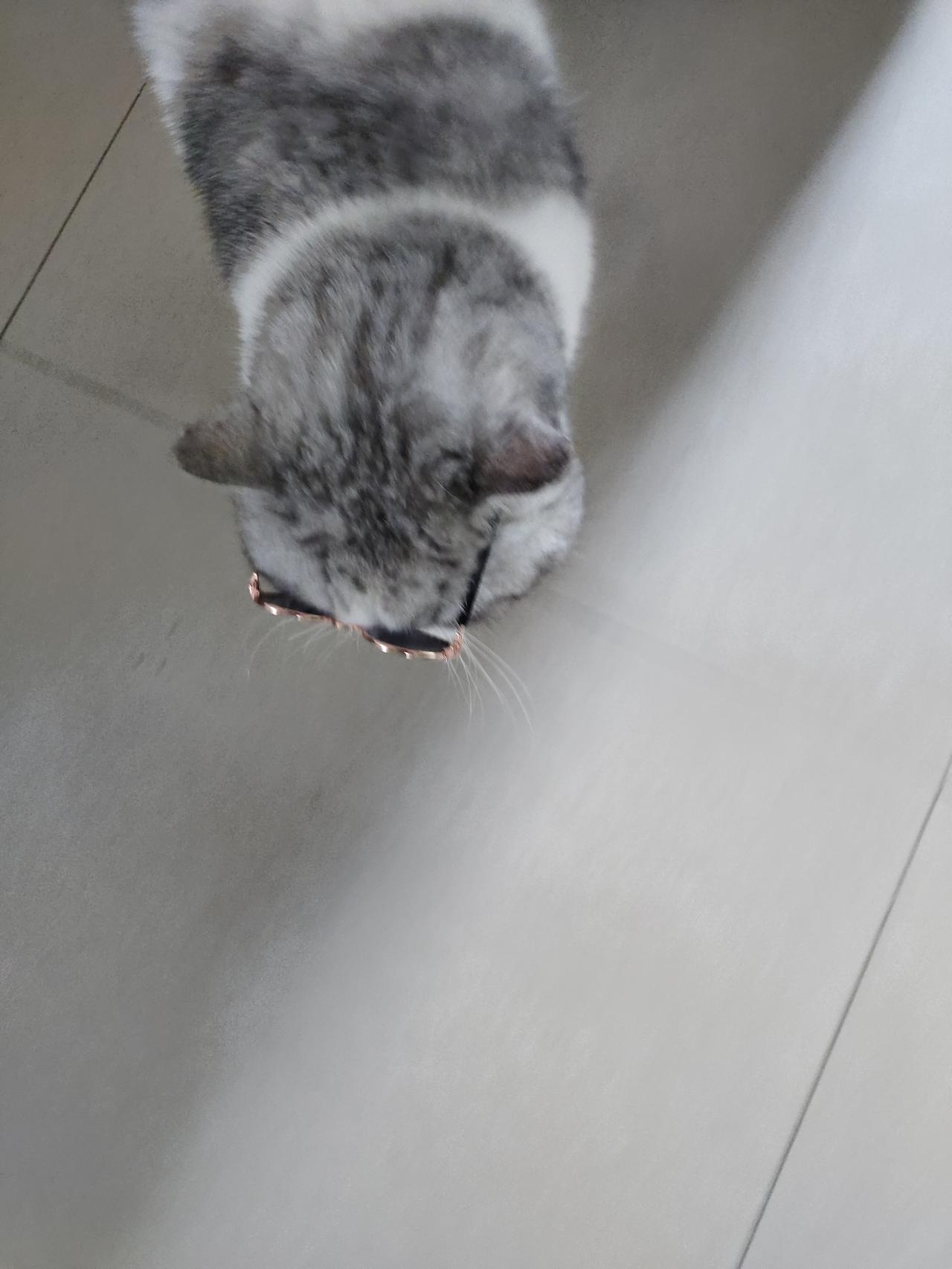 猫咪宝贝戴墨镜
厉害吧！小狗都被她吓跑了。有意思😄！