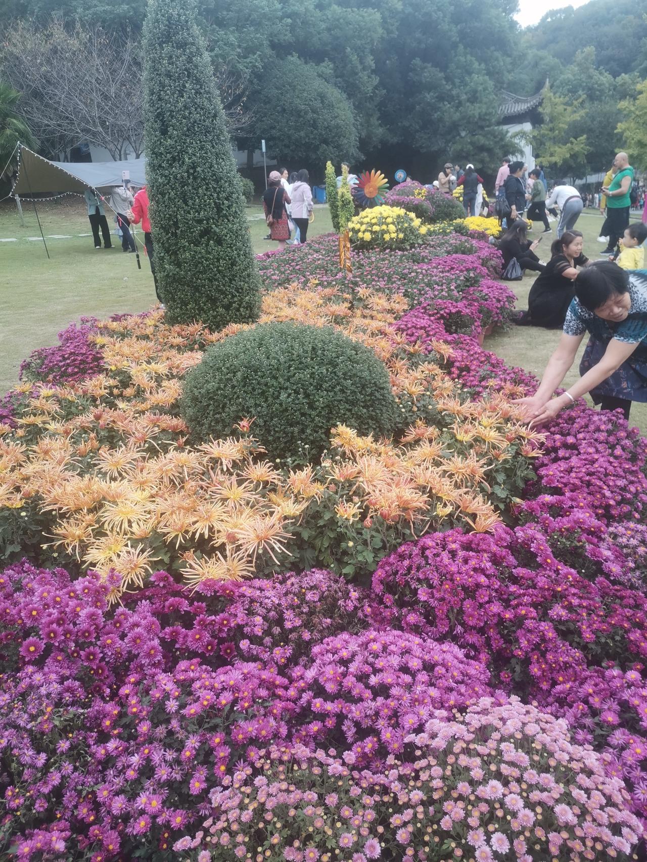 今天去公园看了一个菊花展。
说是有100多个品种的10000多盆菊花。
但我可能