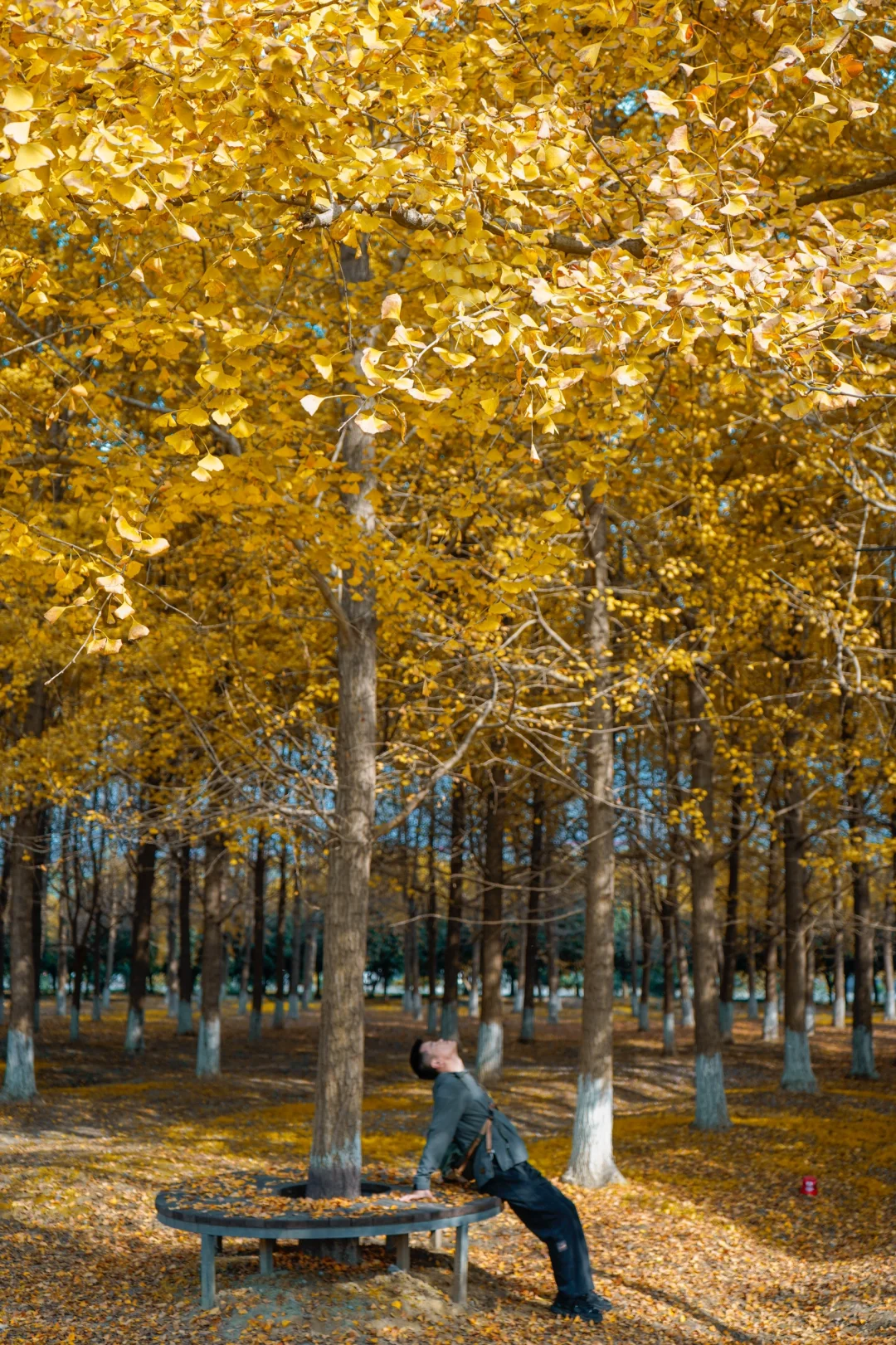 成都❗不能错过的绝美银杏公园，人少好拍