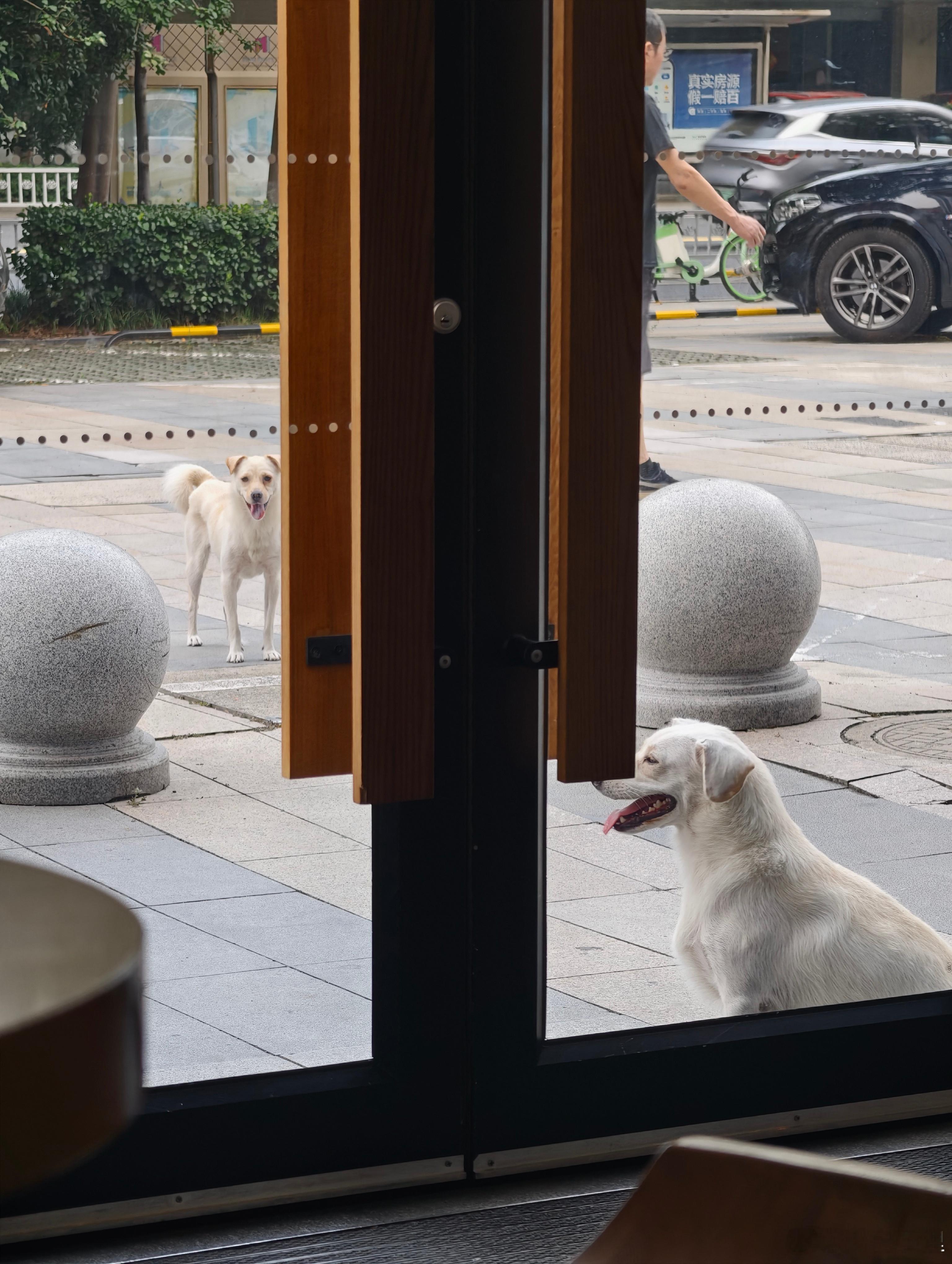 咖啡馆门口，两条小狗是想要进来喝一杯冰美式吗？ ​​​