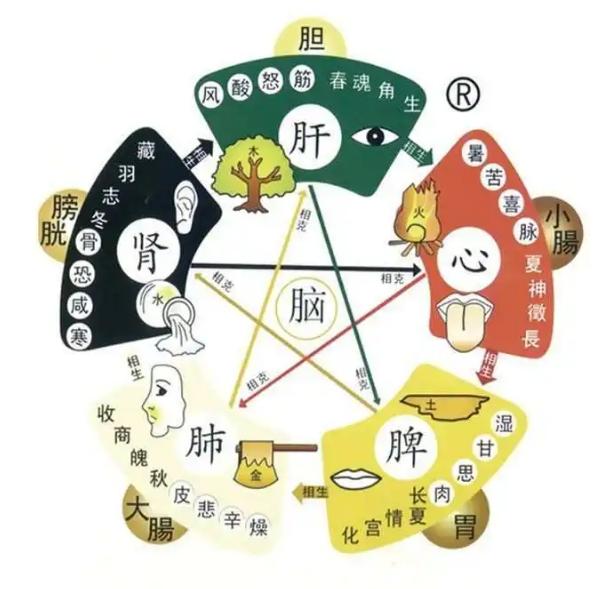 五脏皆虚？身体哪哪都不好？分享五脏最喜欢的中成药，一次性给你讲清楚！！！


一