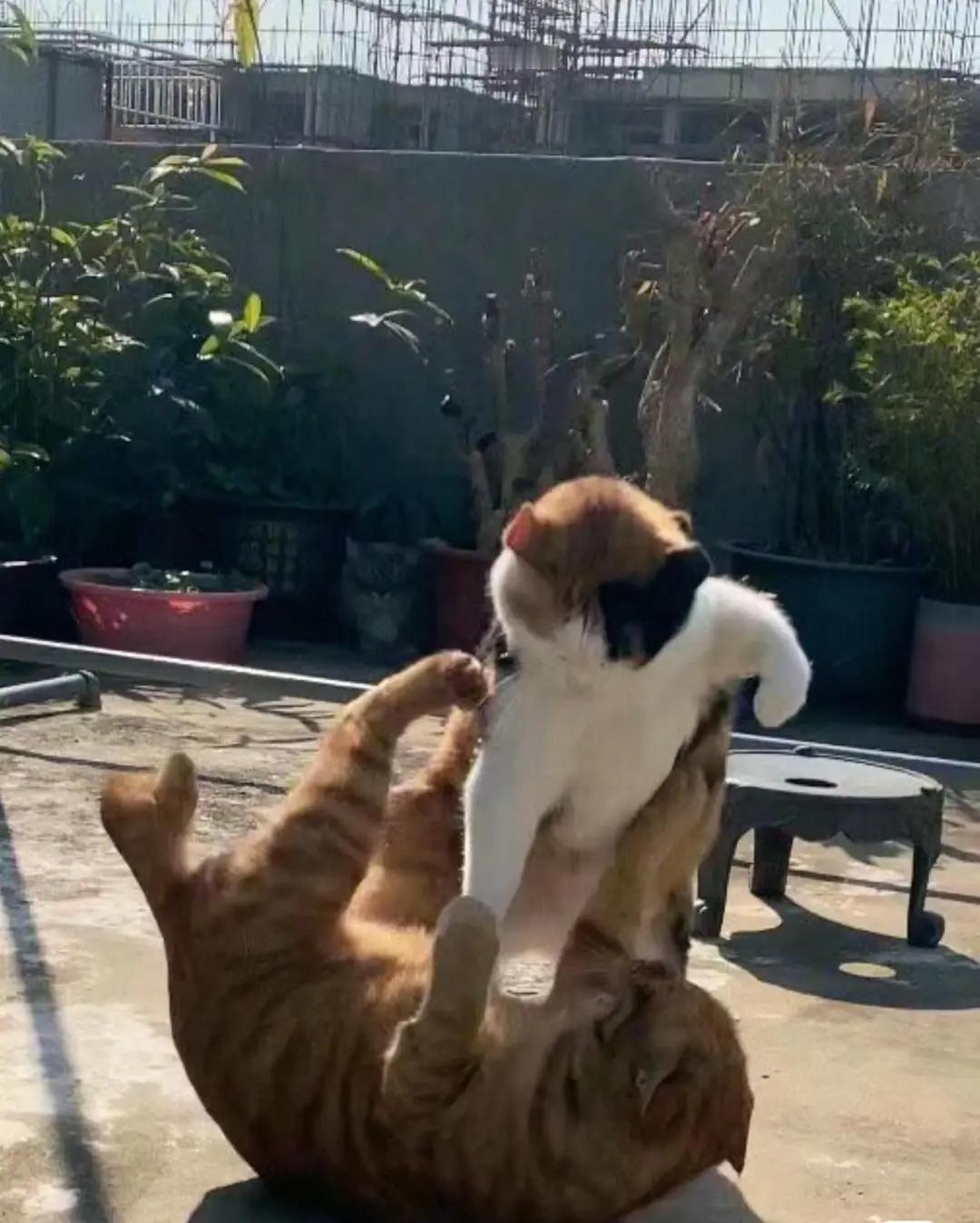 终于知道大家为什么要养两只猫了两只猫打架比电影都好看多猫家庭的有猫猫打架的照片可