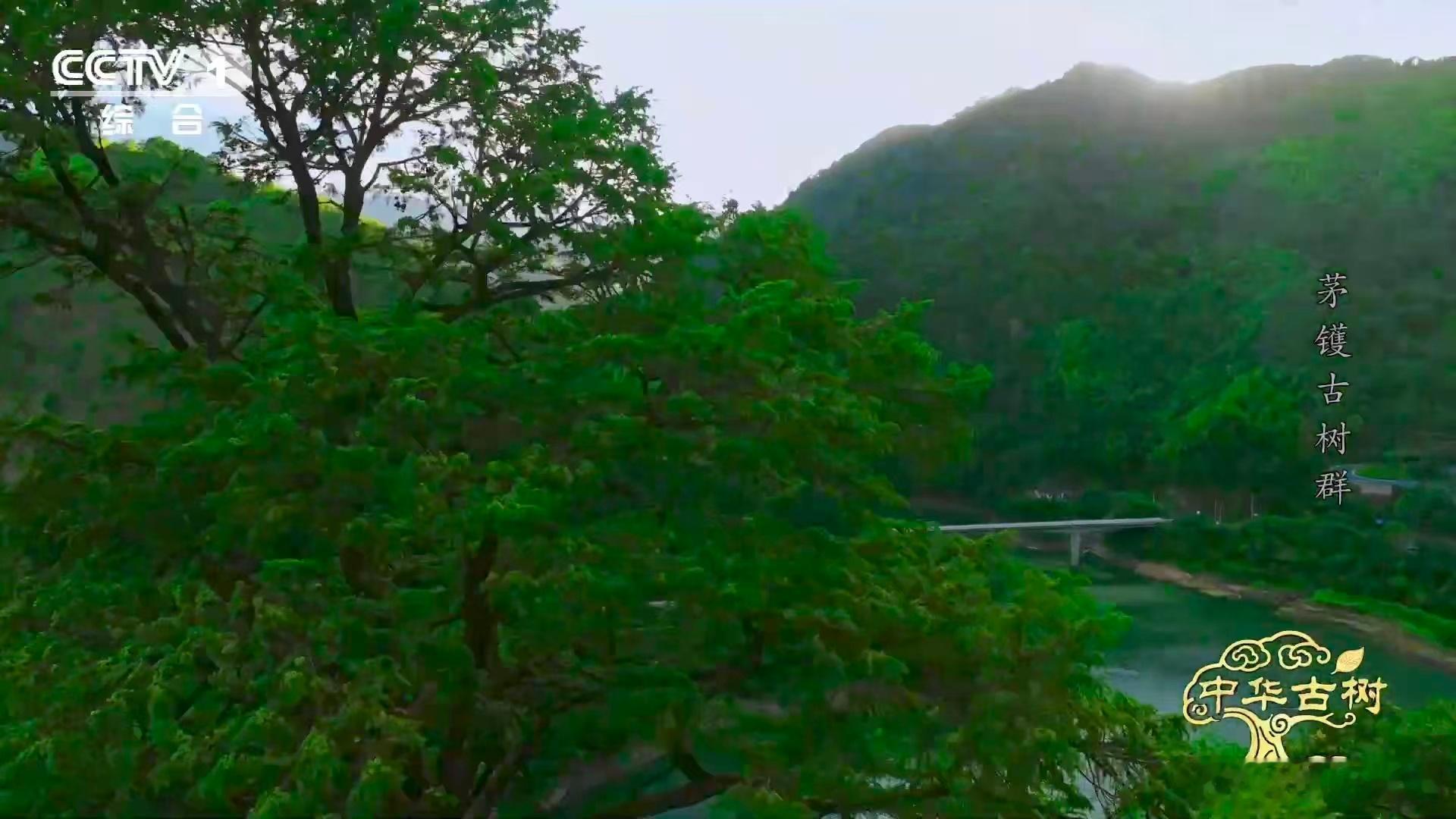 中华古树的魅力太绝！浙江宁波的千年金钱松王，不仅是“万木之冠”，深秋更变身“摇钱