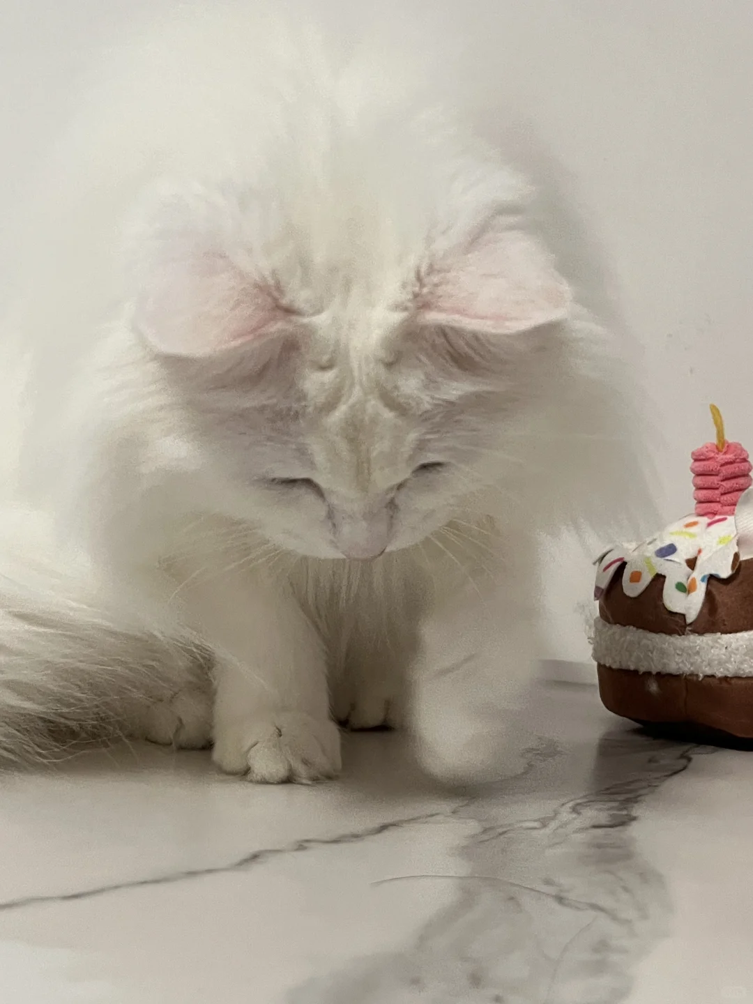 小猫玩头发