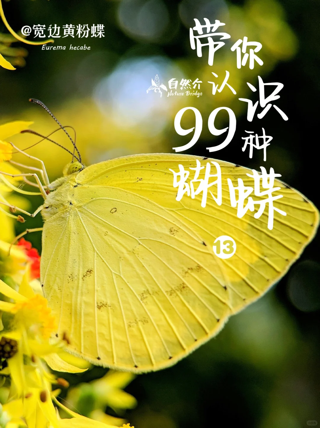 带你认识99种蝴蝶