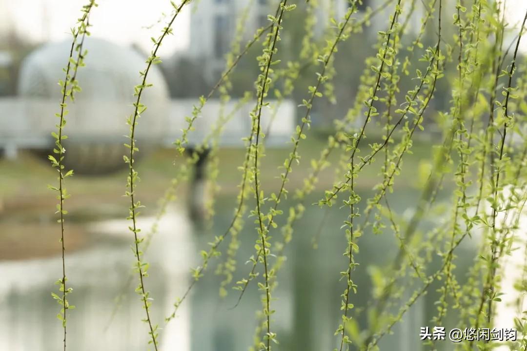 春暖花开又一春